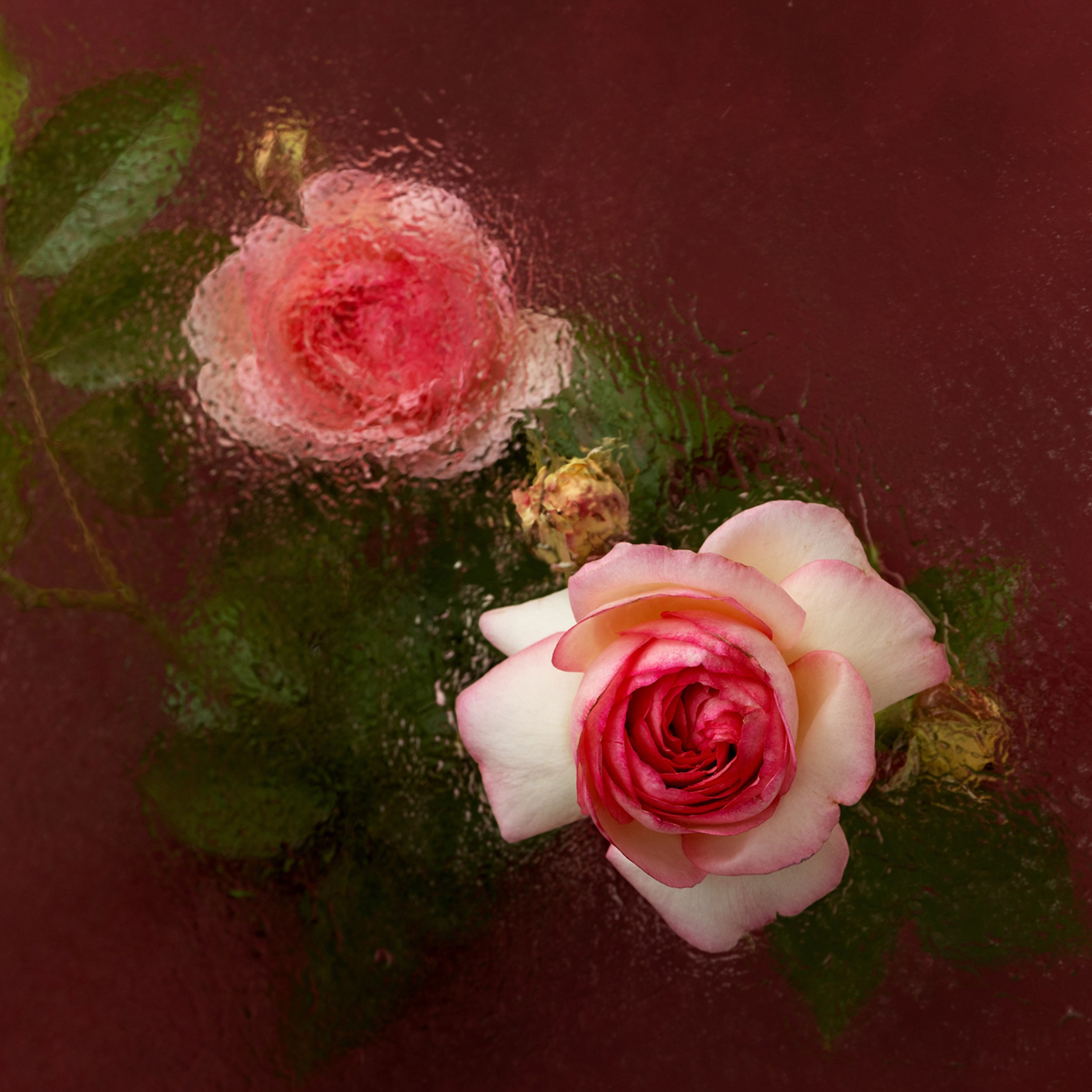 Unspoken. Author’s fine art prints with international delivery