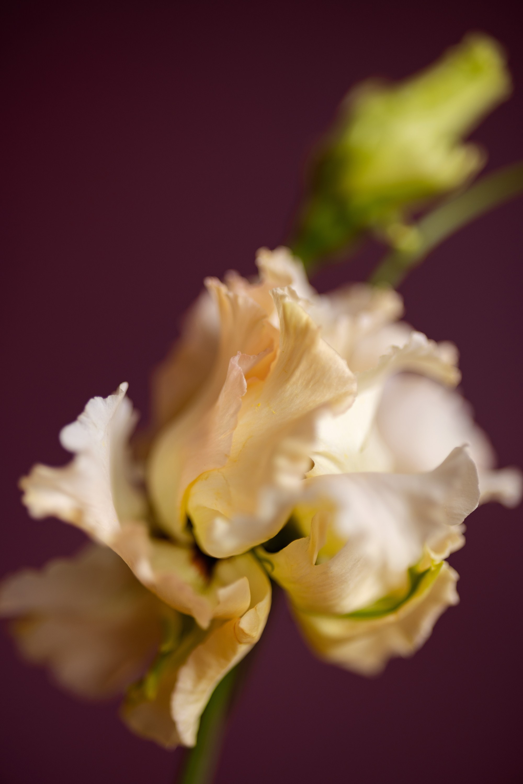 Silk Caress. Author’s fine art prints with international delivery