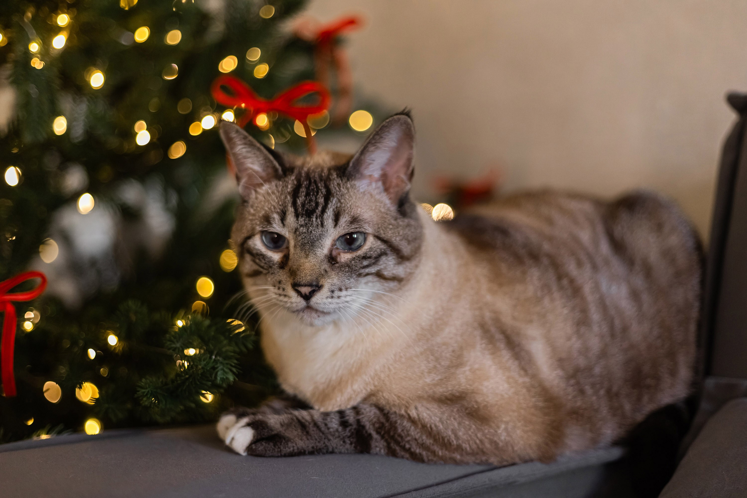 Семейный уют. Фотограф из Хабаровска Юлия Черёмушкина