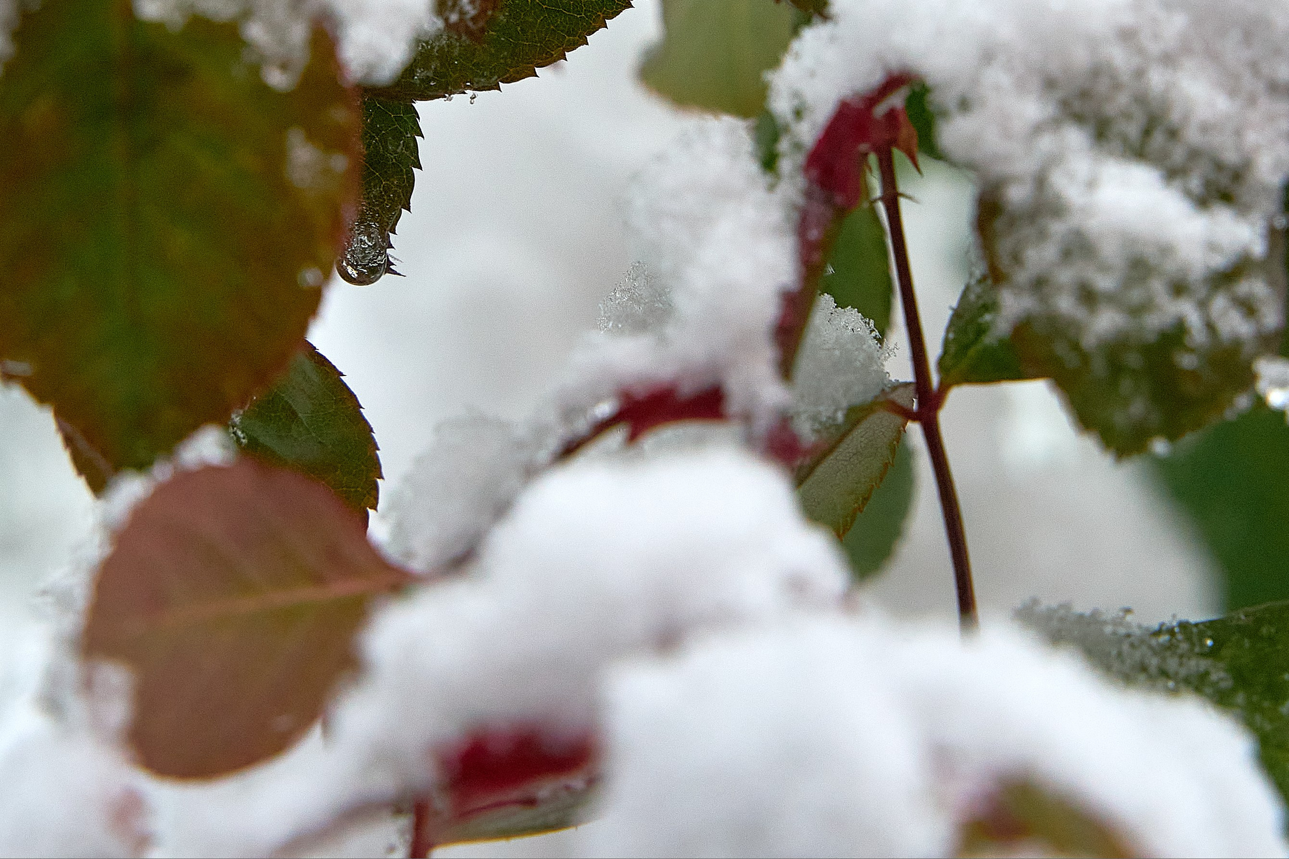 Фото- видео- съемка. Краснодар, Краснодарский край, Крым. Петр Ступень. Свадебное, семейное фото и видео. Москва. Краснодар