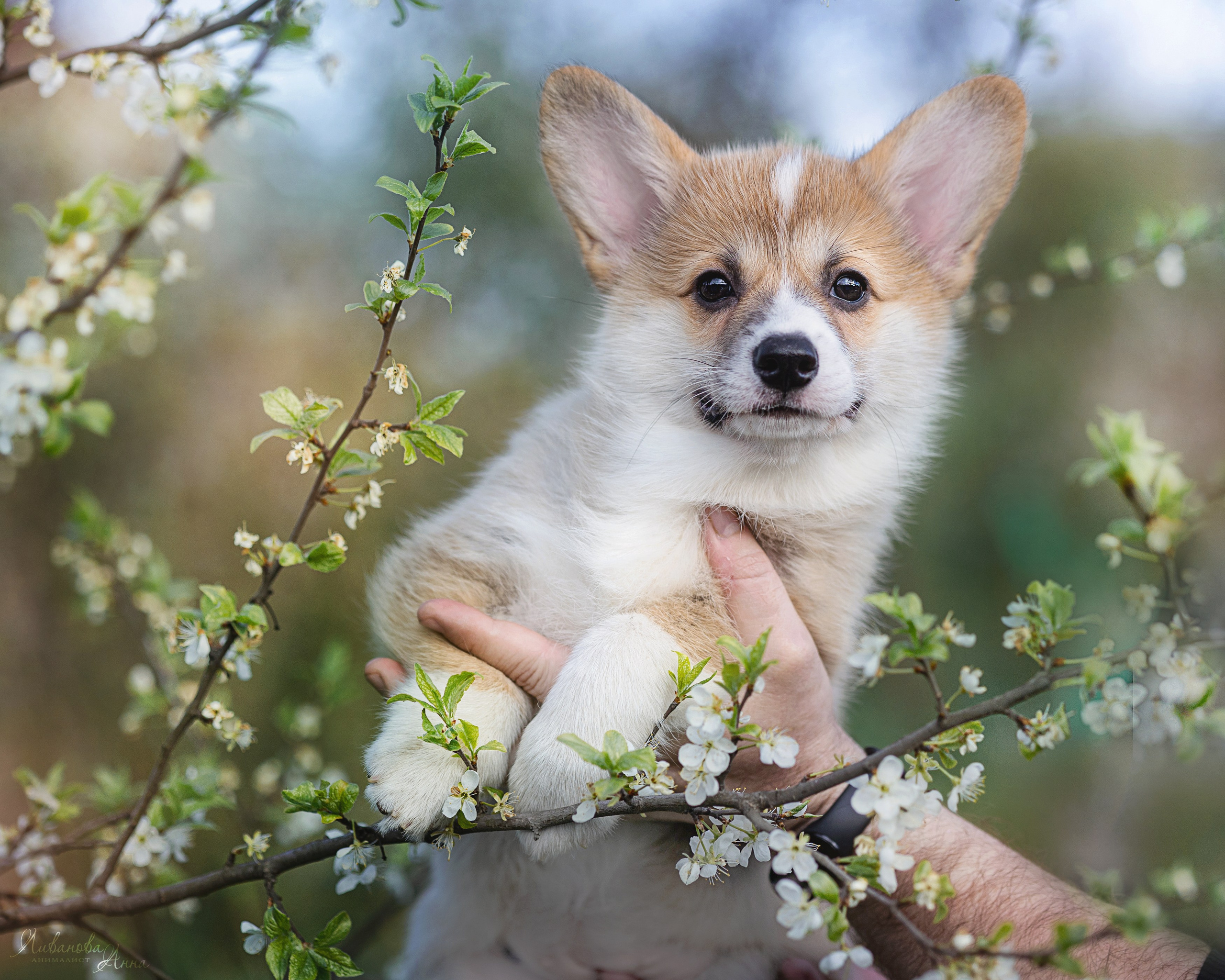 Коржики. Фотограф анималист Аня Ливанова | Рыбинск