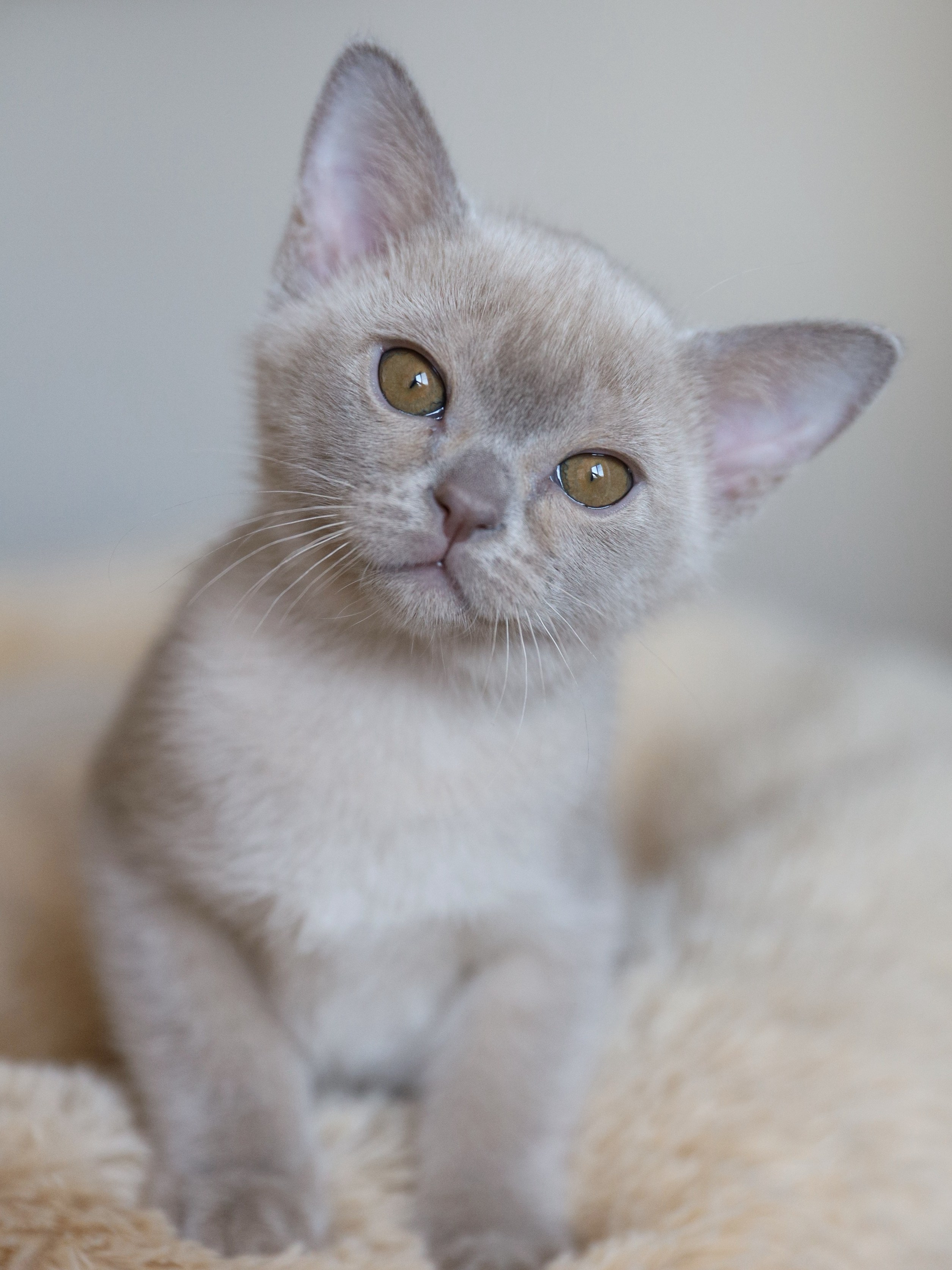 Chester. Cattery “Bouncy Life”