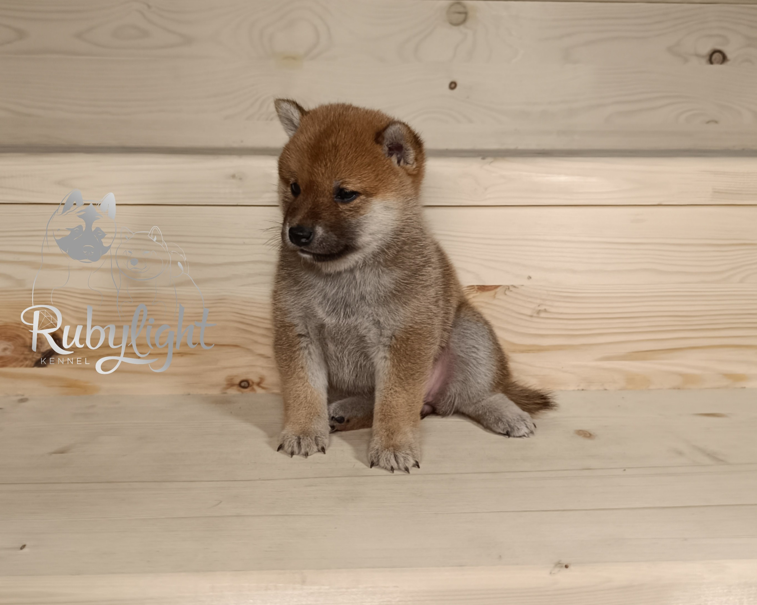 Сиба Rubylight Emma питомник Рубилайт 