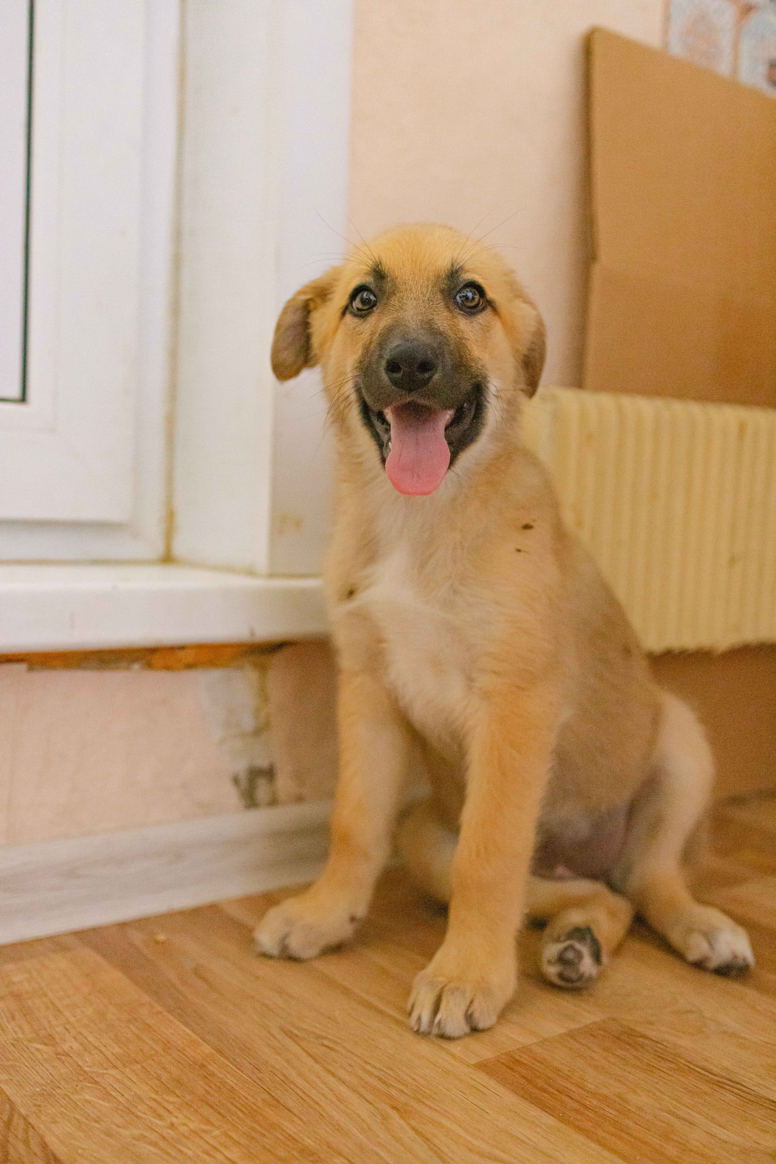 Щеночки на кухне. Фотограф-анималист в Москве Лера Черноног