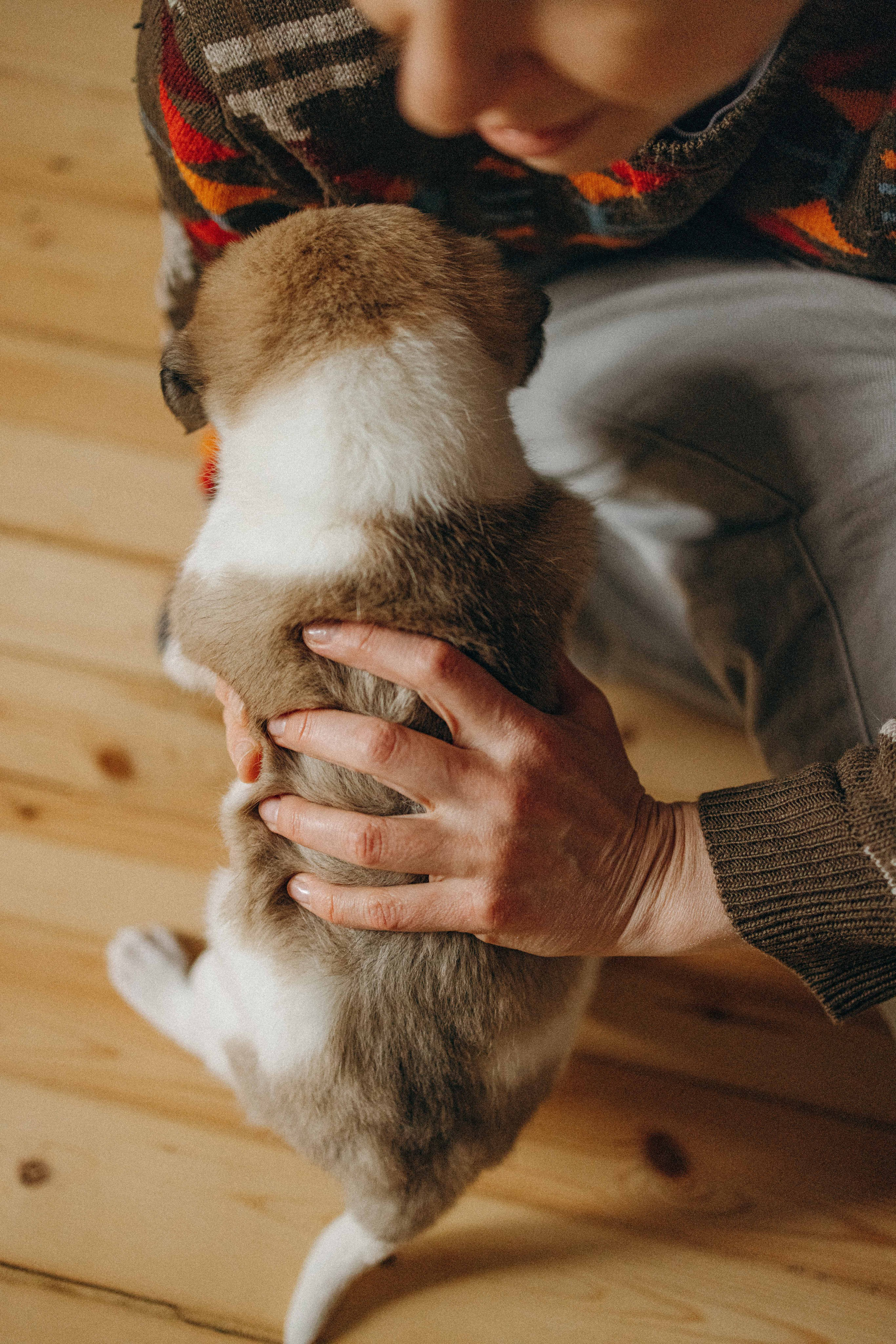 Щеночки. Фотограф-анималист в Москве Лера Черноног