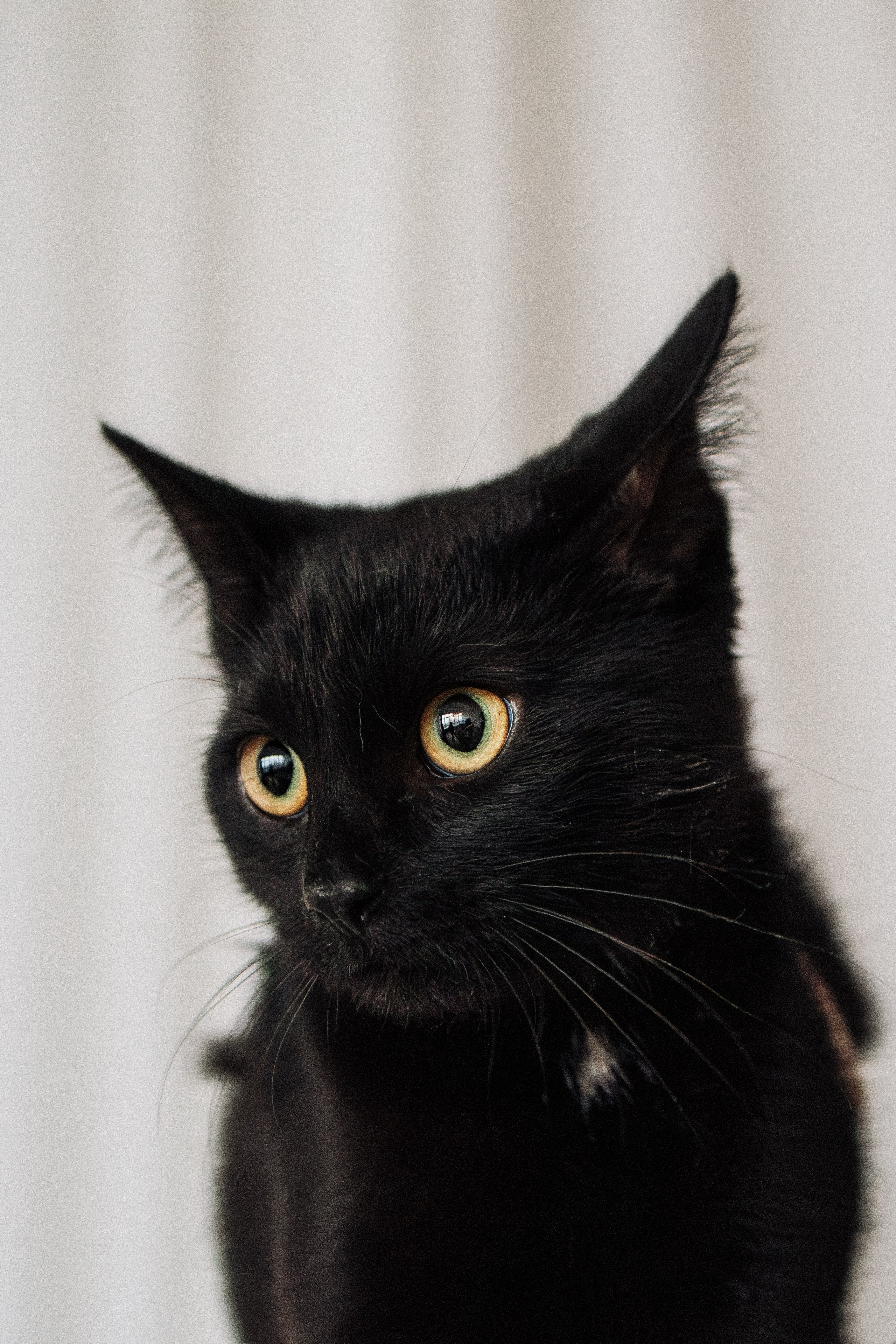 Orozyme&Emmiepet. Фотораф — анималист Мария Шистка