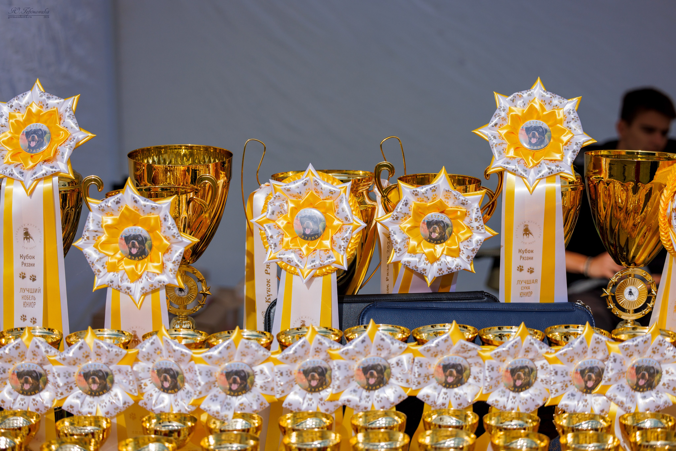 Рязань-Ховрино 10-11.08.2024 3хмоно ротвейлеров. Фотограф-анималист Юлия Германика