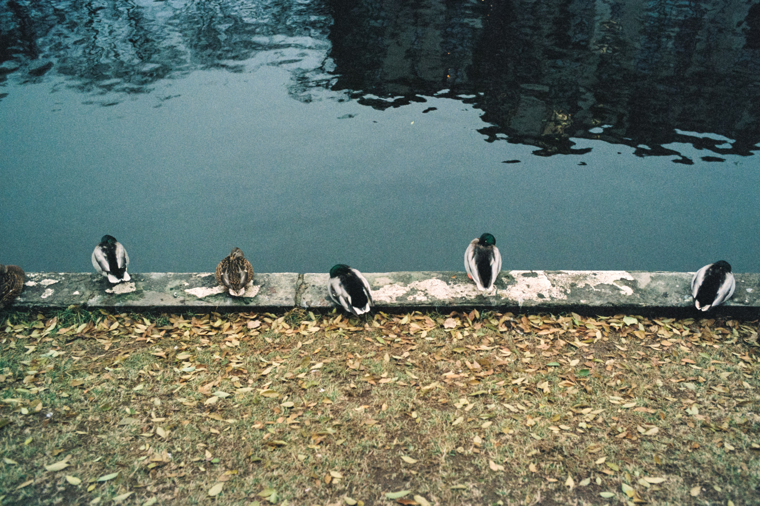 Утки на пруду в парке Усадьба Трубецких в Москве