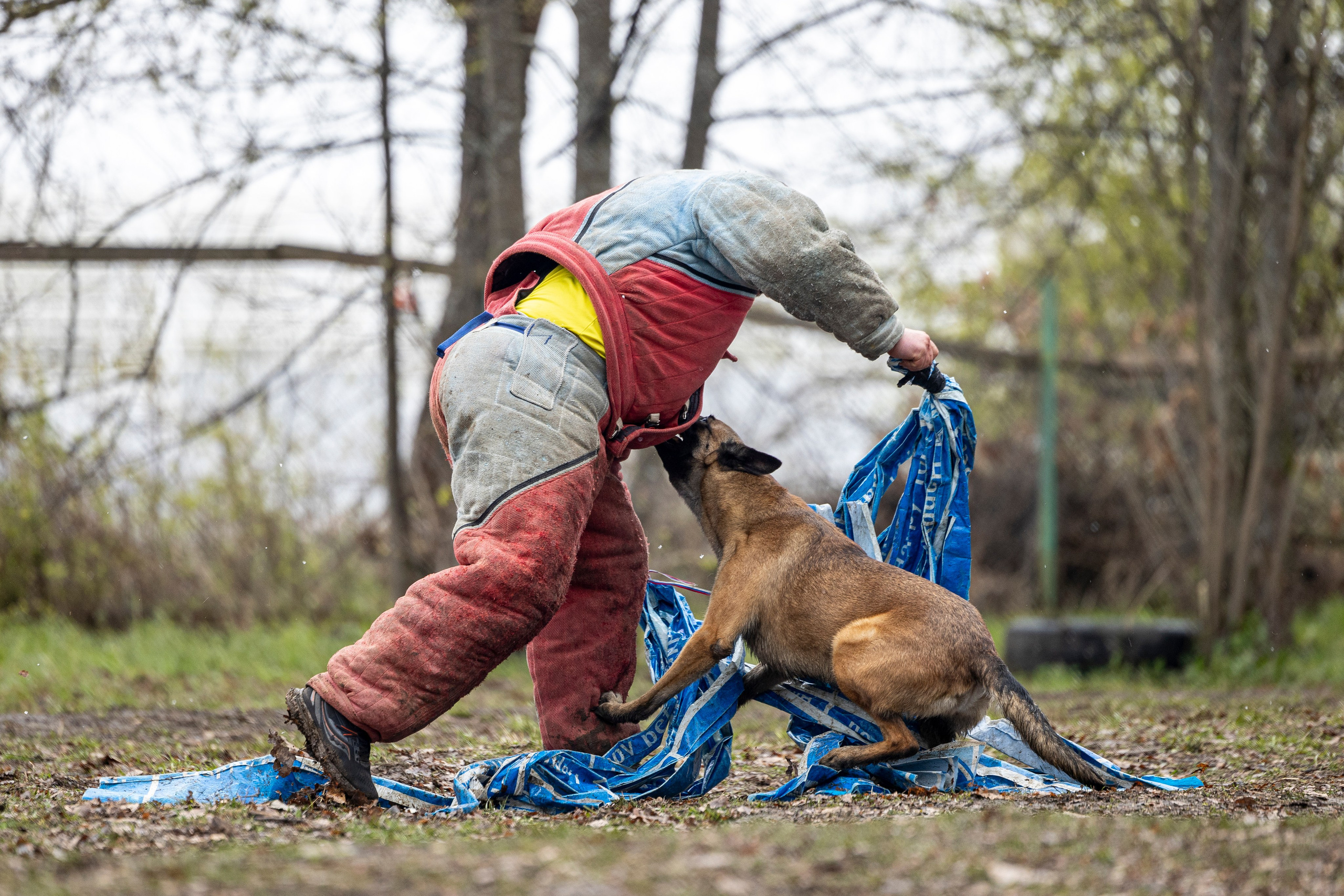 Квалификационные состязания по мондьорингу г. Вологда 11.05.24. Фотограф-анималист Анна Маринич