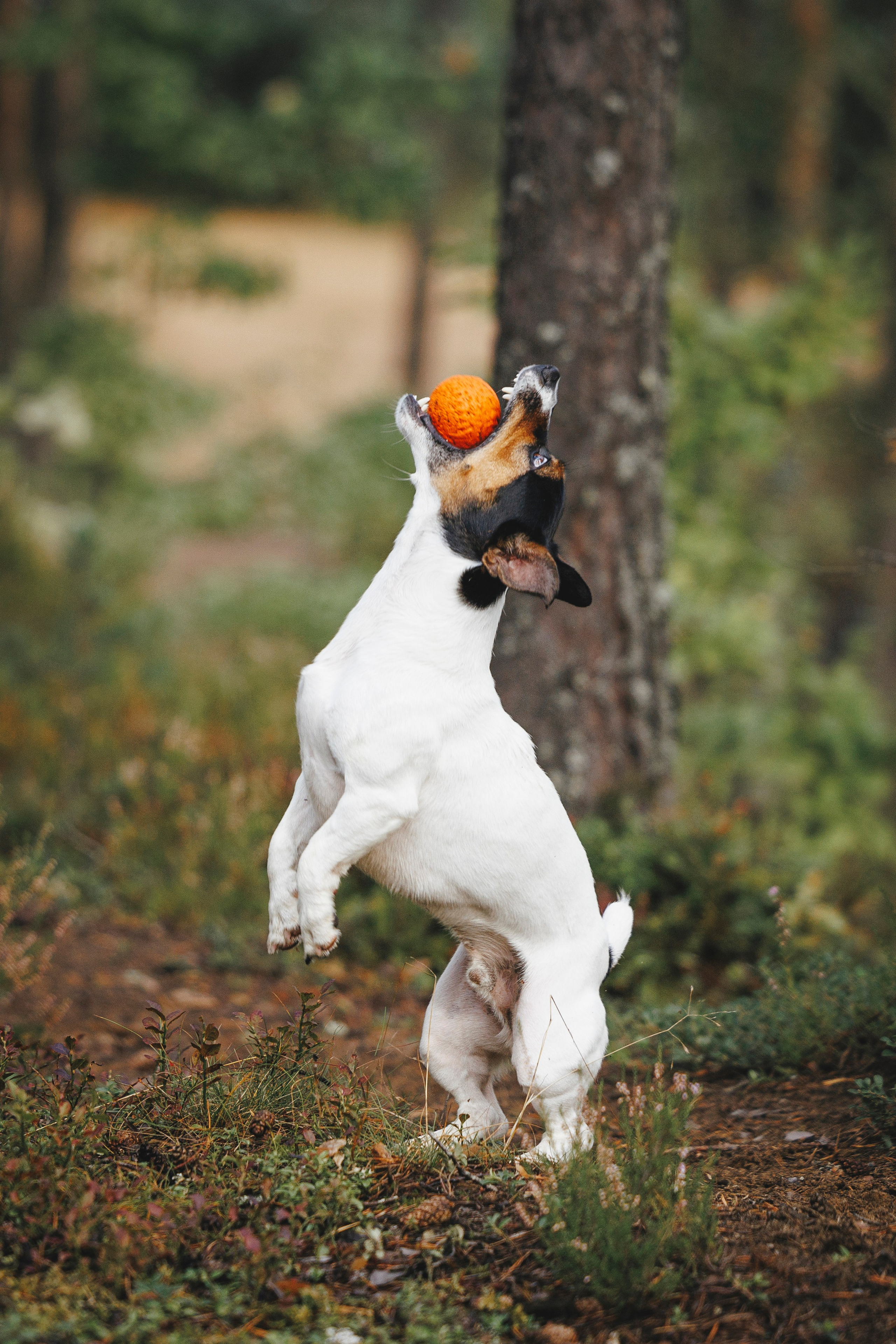 Ания и Ярик. Фотограф-анималист Анна Маринич