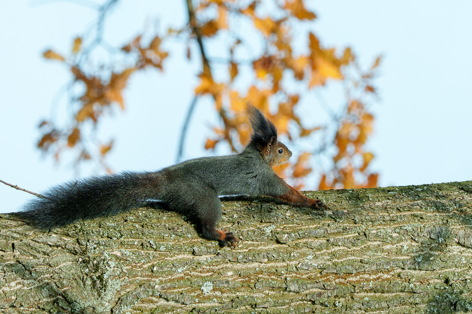 Животные. Ваш личный фотограф Марина Волкова