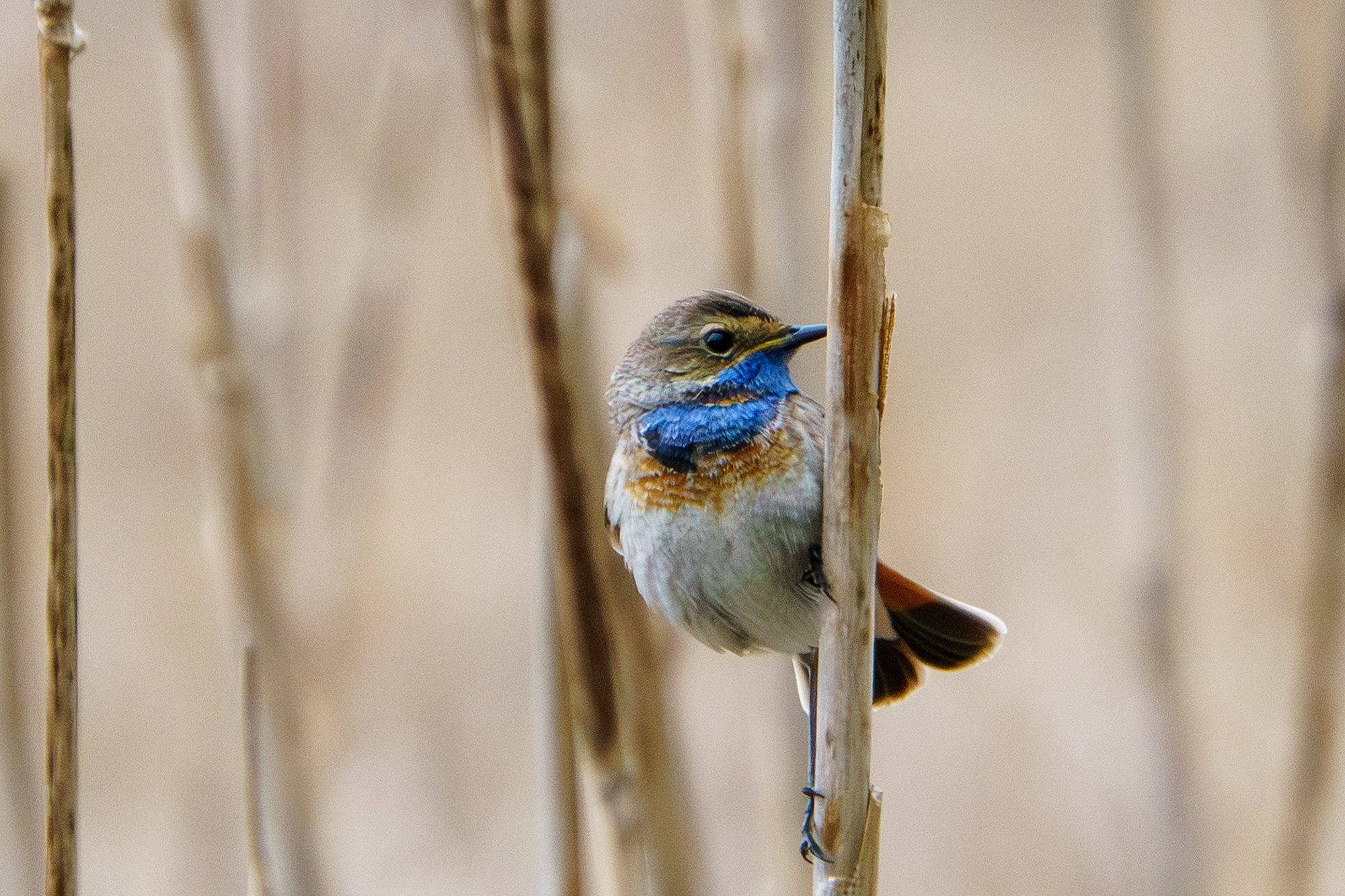 Удивительные мир птиц. Вокруг нас столько прекрасного — присмотритесь!. Ваш личный фотограф Марина Волкова