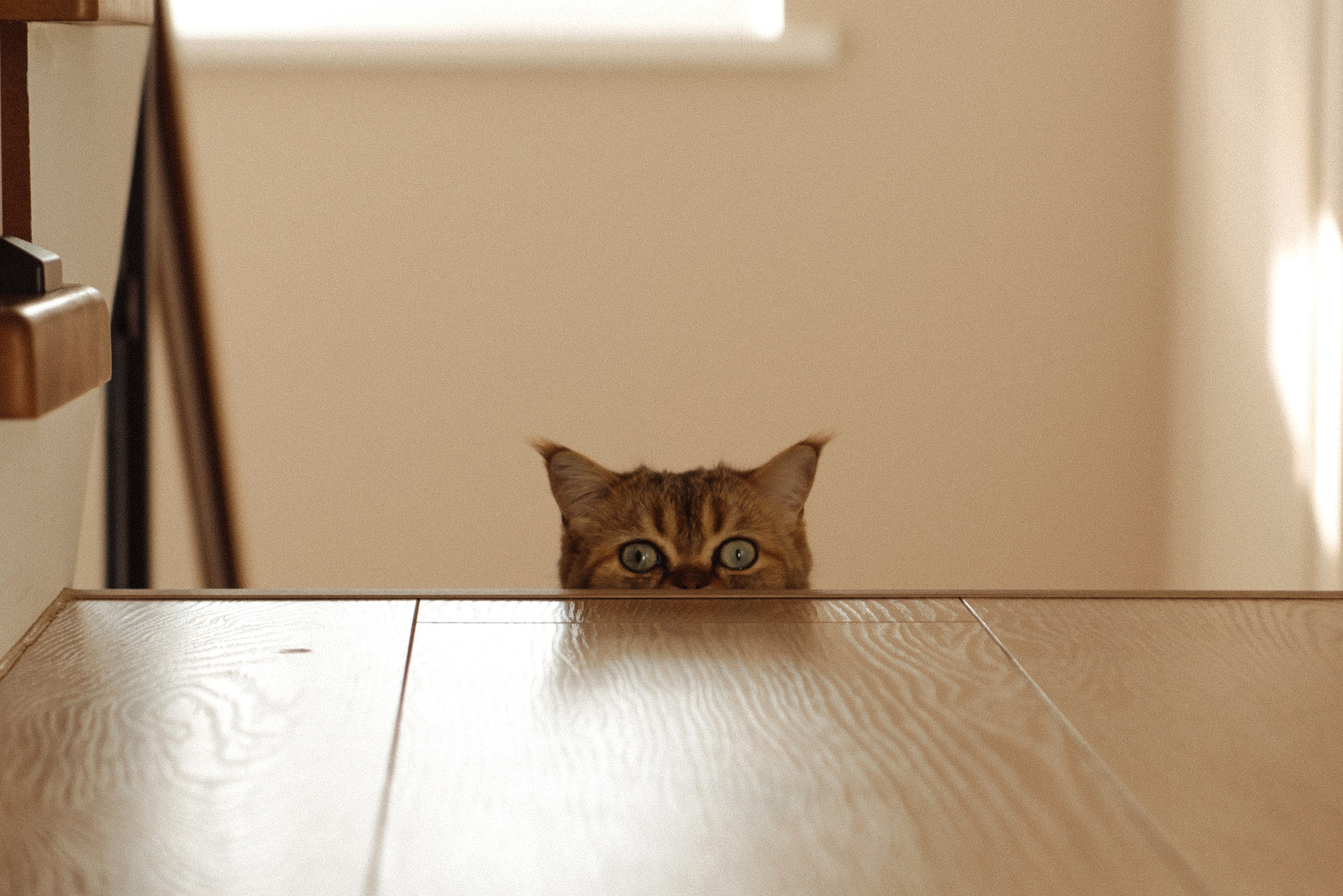 Юля, Аня и хвостики. Свадебный, портретный, фотограф беременности в Нижнем Новгороде Алина Зиновьева