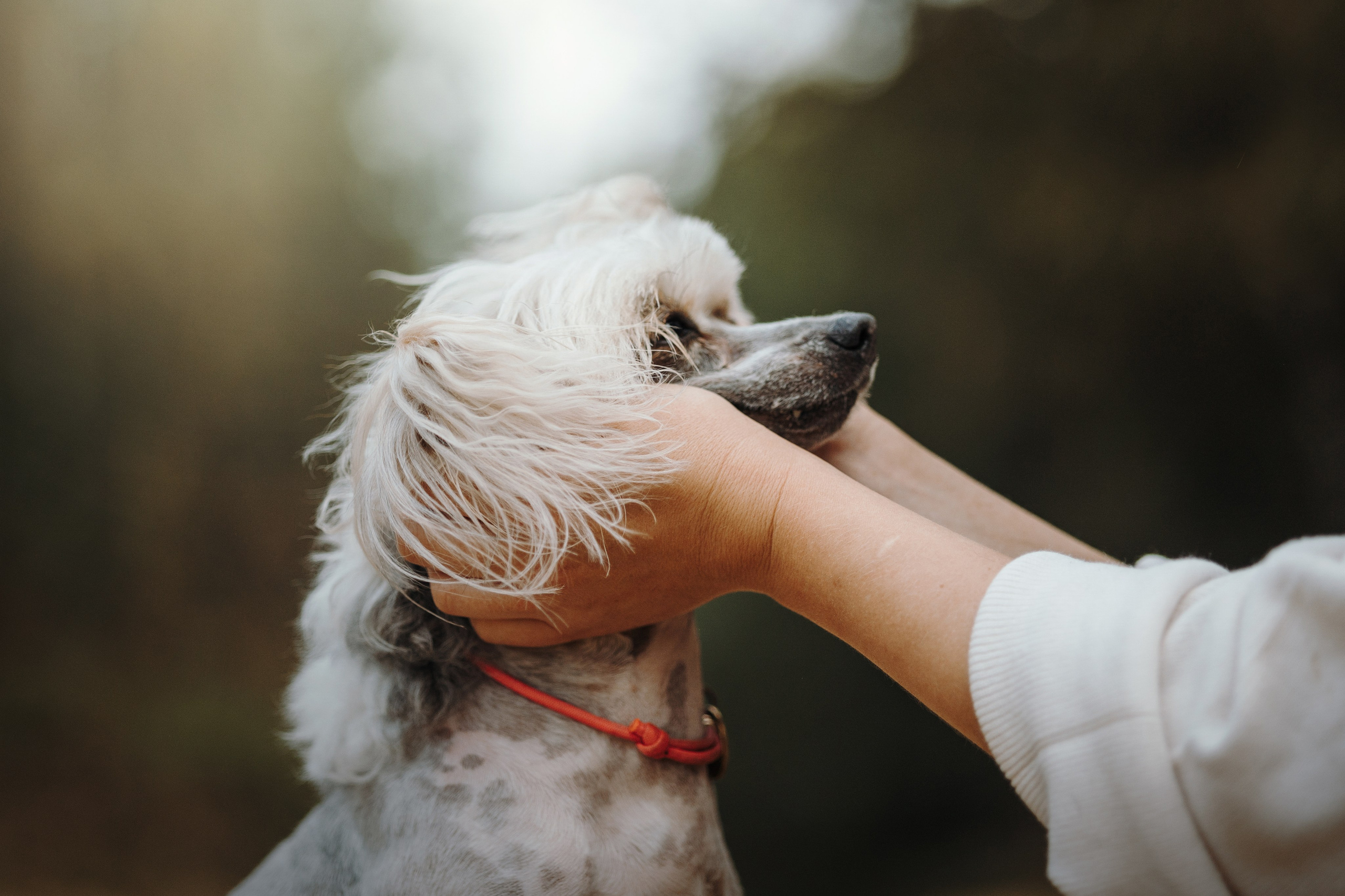 Любовь и ее хвостики. Фотограф — Анималист | Санкт-Петербург