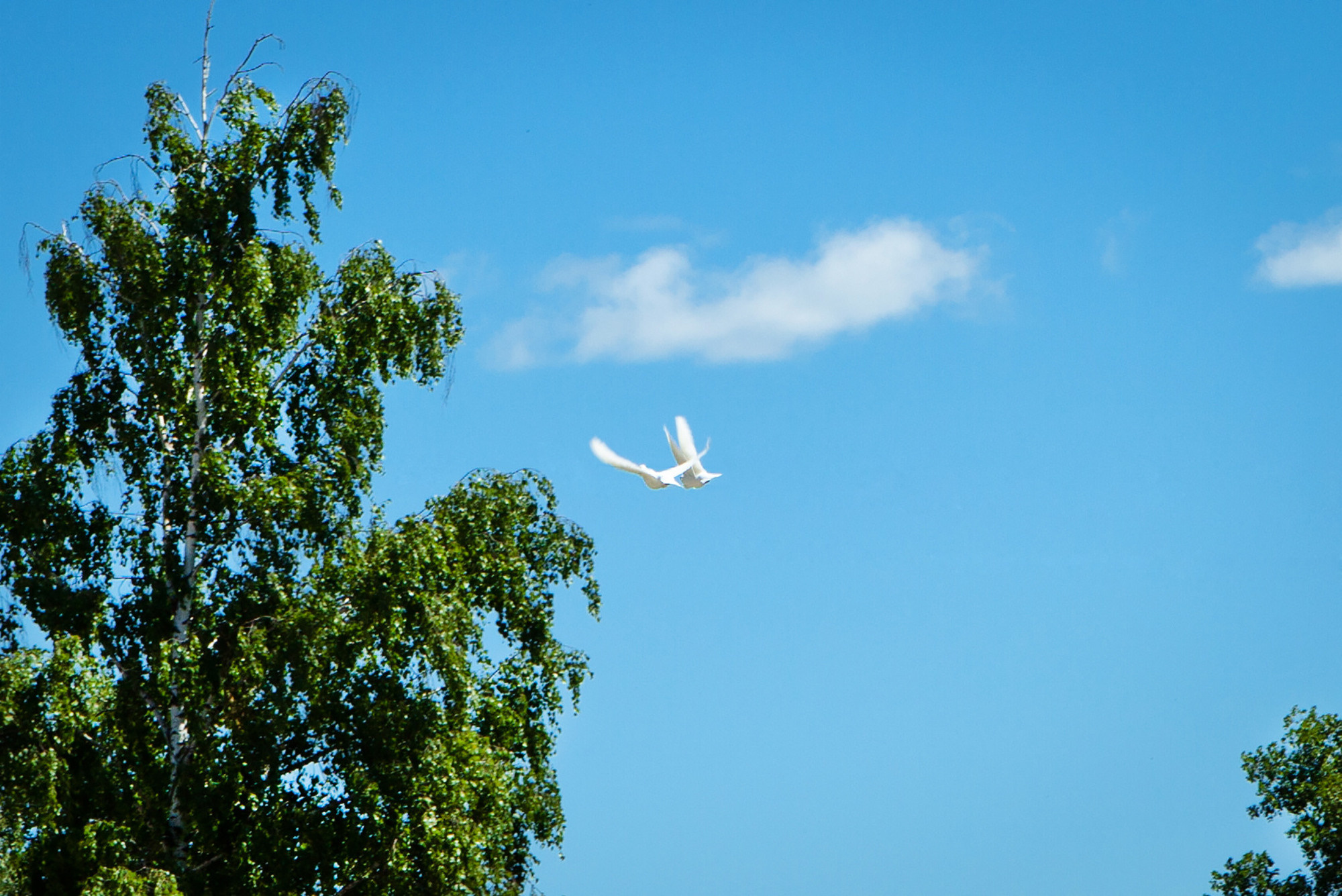 Свадебная фотосъёмка. Фотограф Зульфия Сабирова. Семейный детский фотограф Зульфия Сабирова Москва