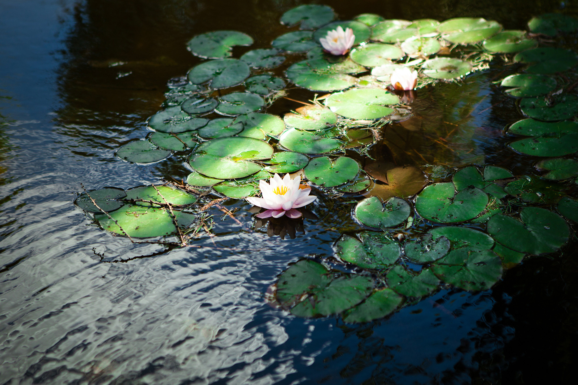 Свадебная фотосъёмка. Фотограф Зульфия Сабирова. Семейный детский фотограф Зульфия Сабирова Москва