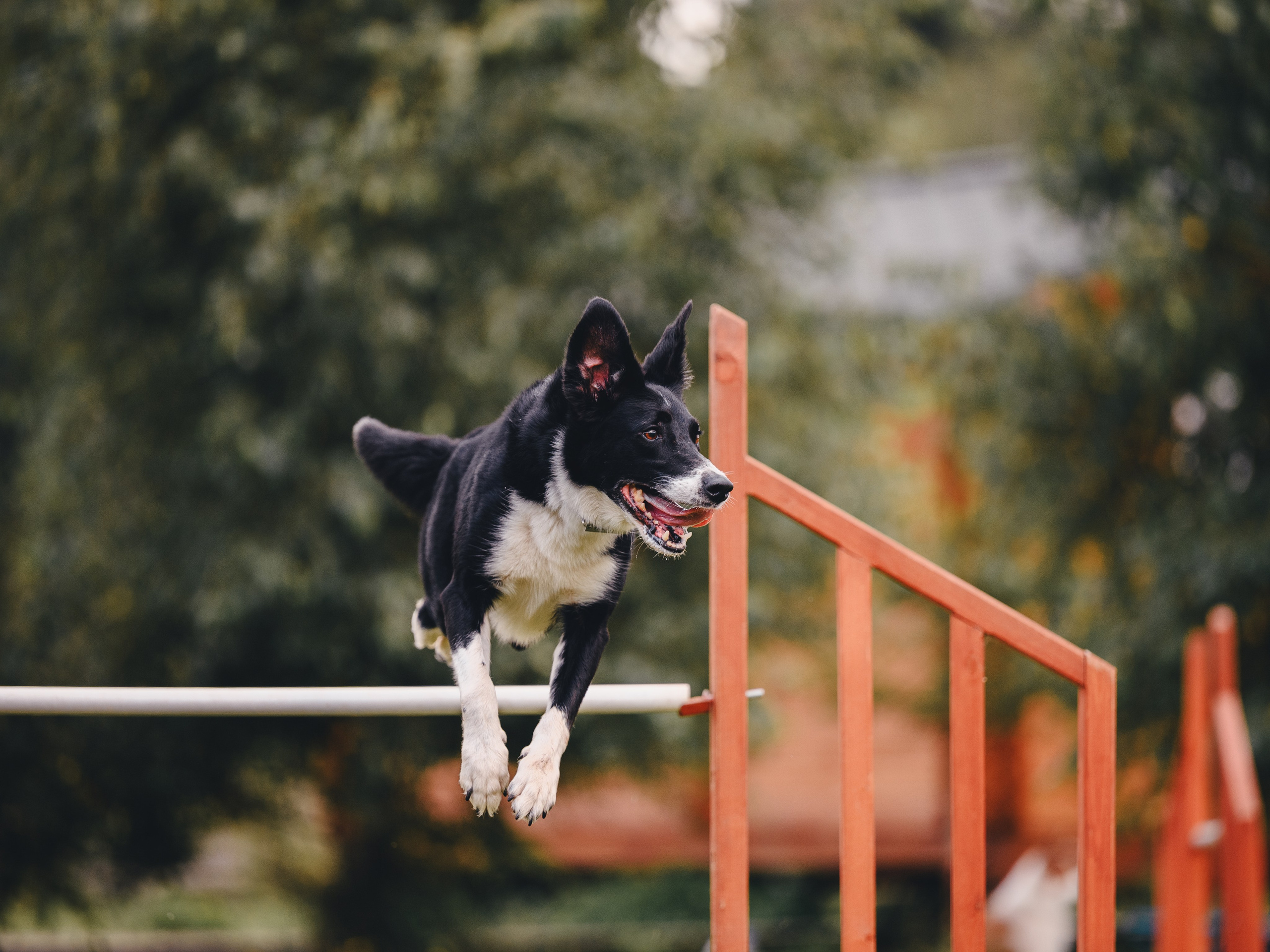 Аджилити. Семейный фотограф анималист Ананьева Мария — Москва