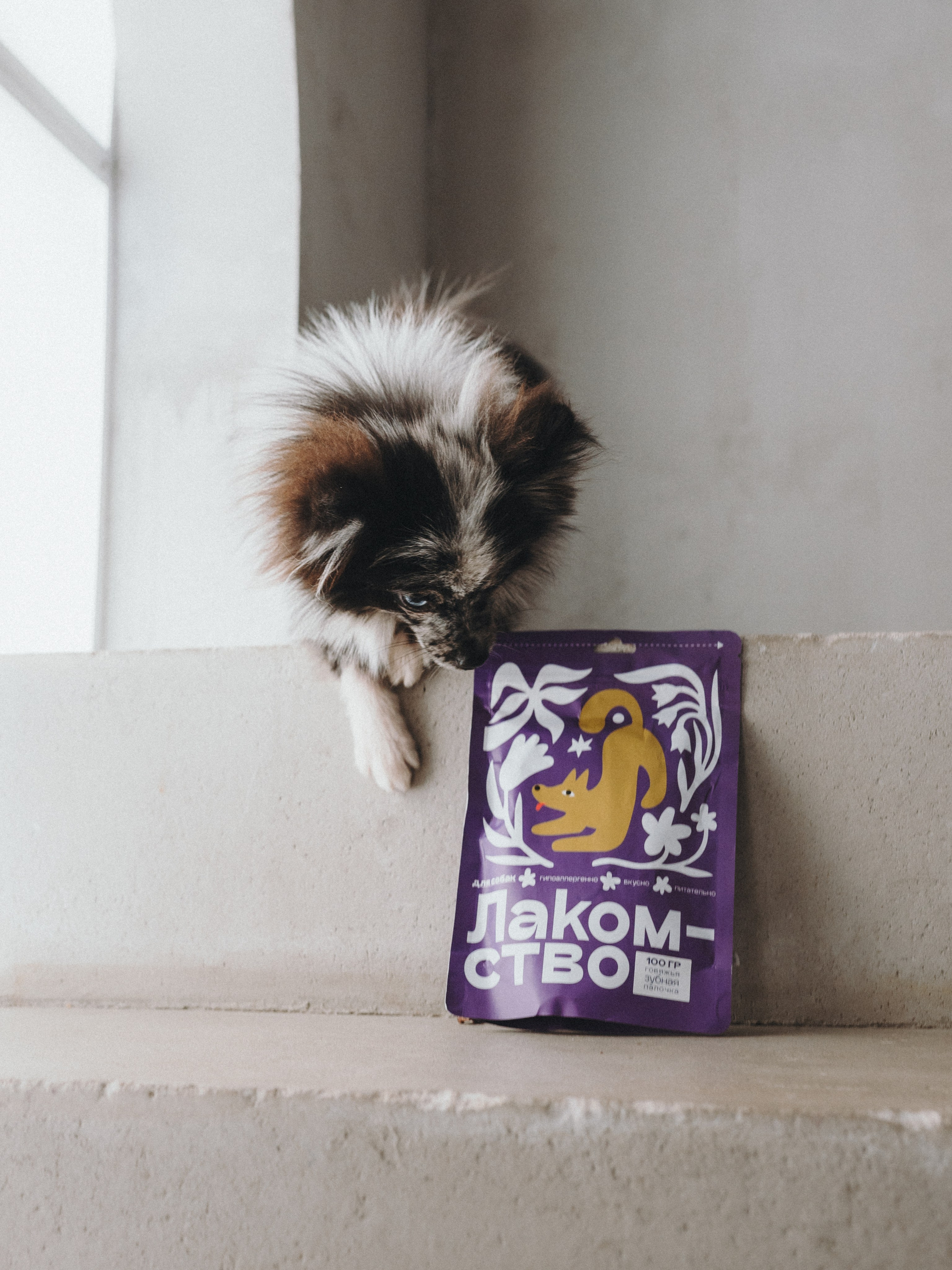 Cosmodog. Миски и лакомства. Семейный фотограф анималист Ананьева Мария — Москва