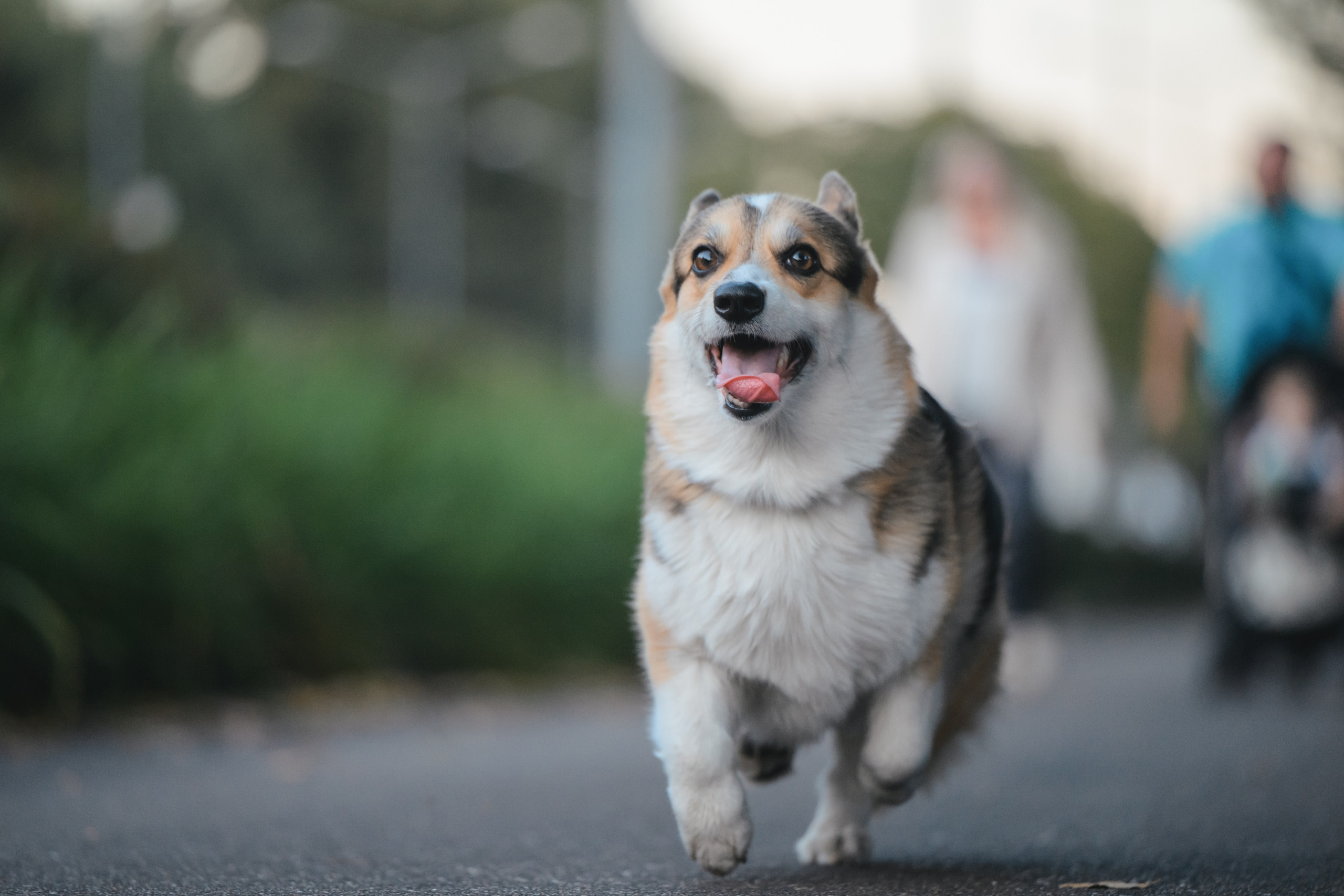 Ева, Леша и Лаванда. Фотограф Анималист в Москве Анастасия Жучкова