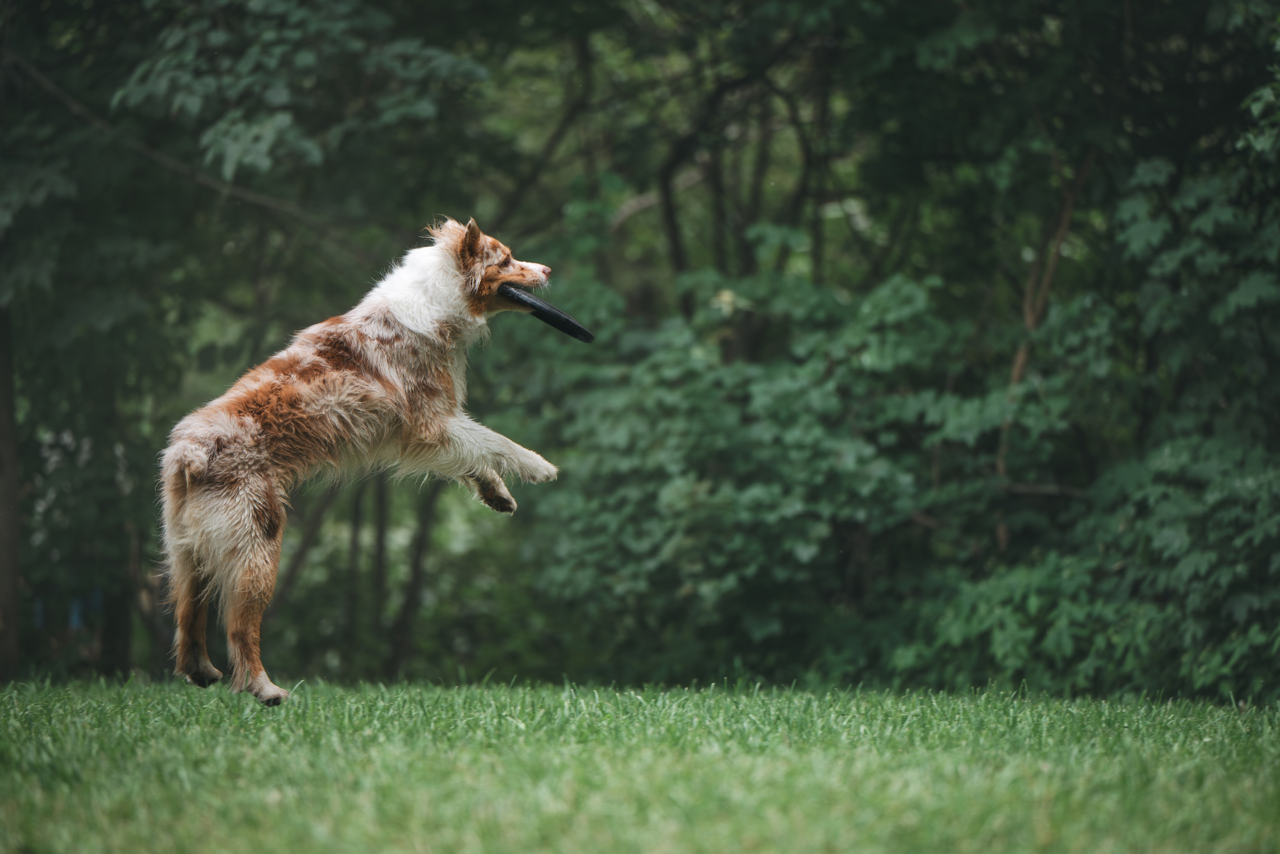 Аусси. Фотограф Анималист в Москве Анастасия Жучкова