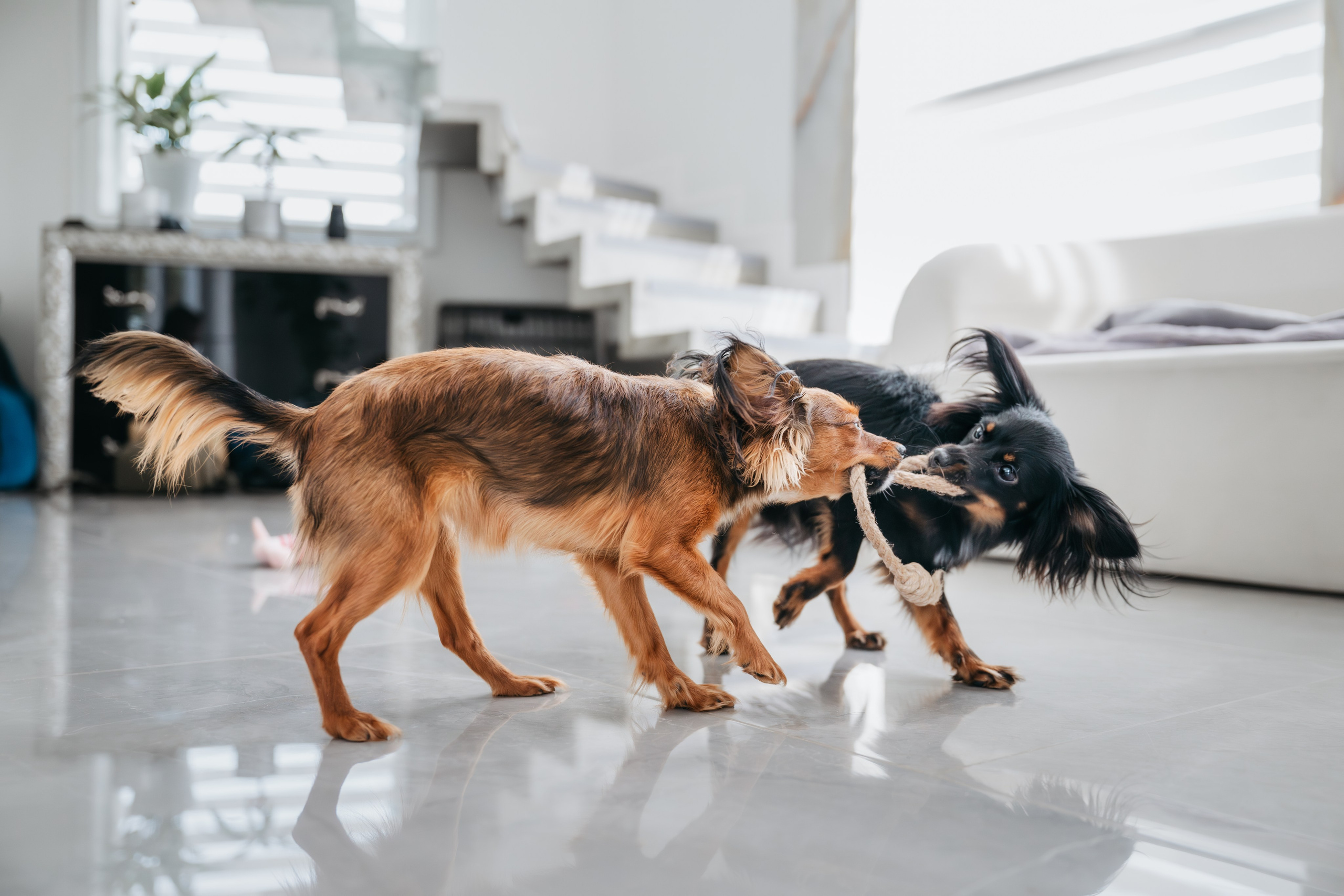 Домашняя съемка. Фотограф Анималист в Москве Анастасия Жучкова