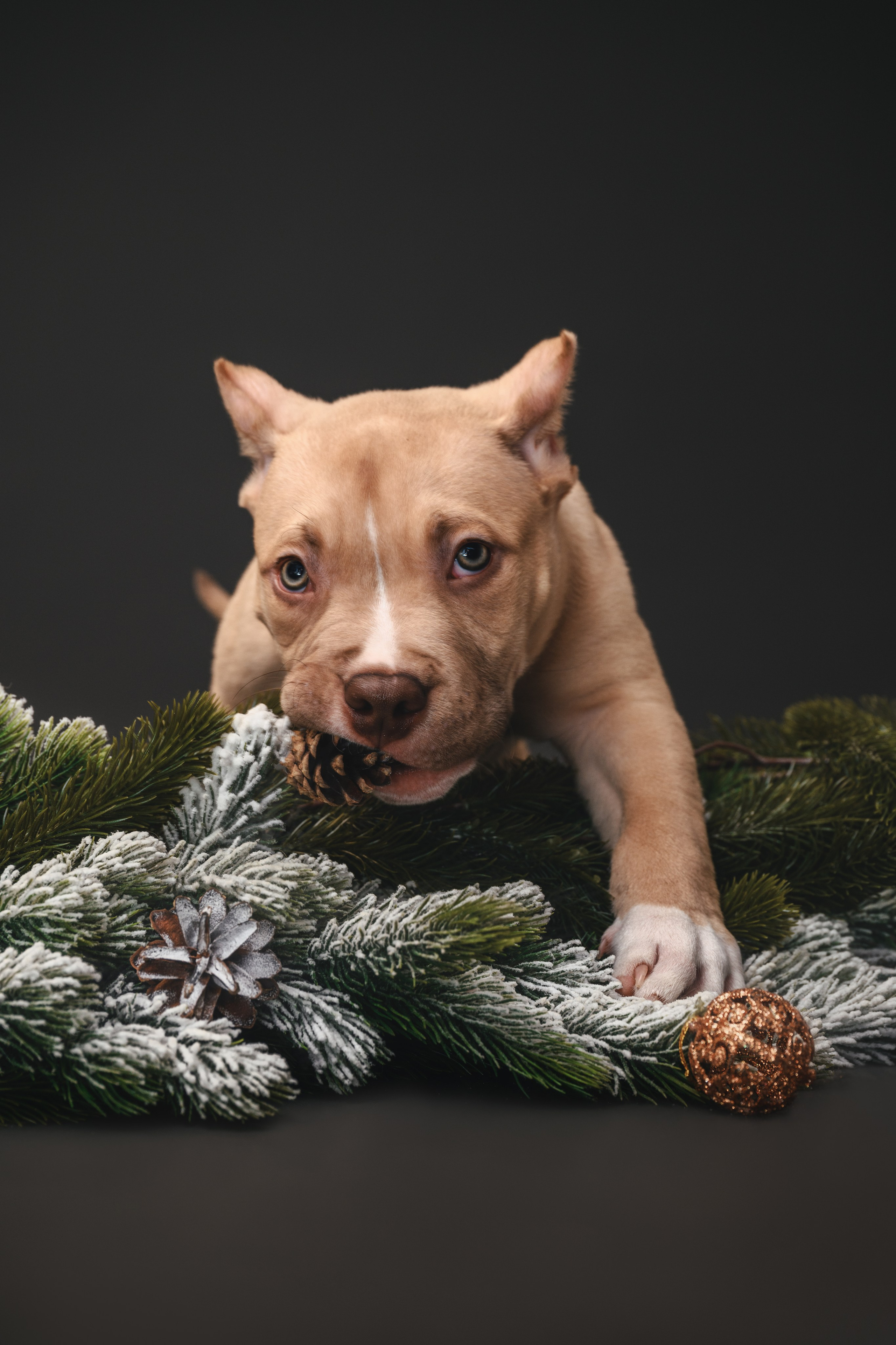 Булли. Фотограф Анималист в Москве Анастасия Жучкова