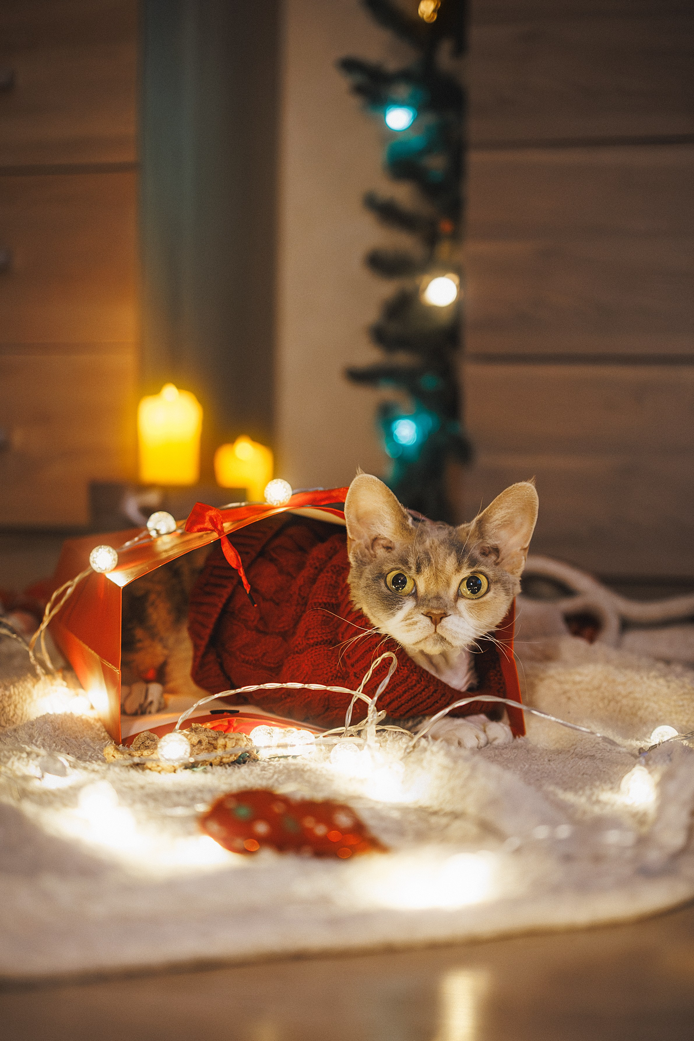 Домашняя новогодняя. Фотограф Анималист в Москве Анастасия Жучкова