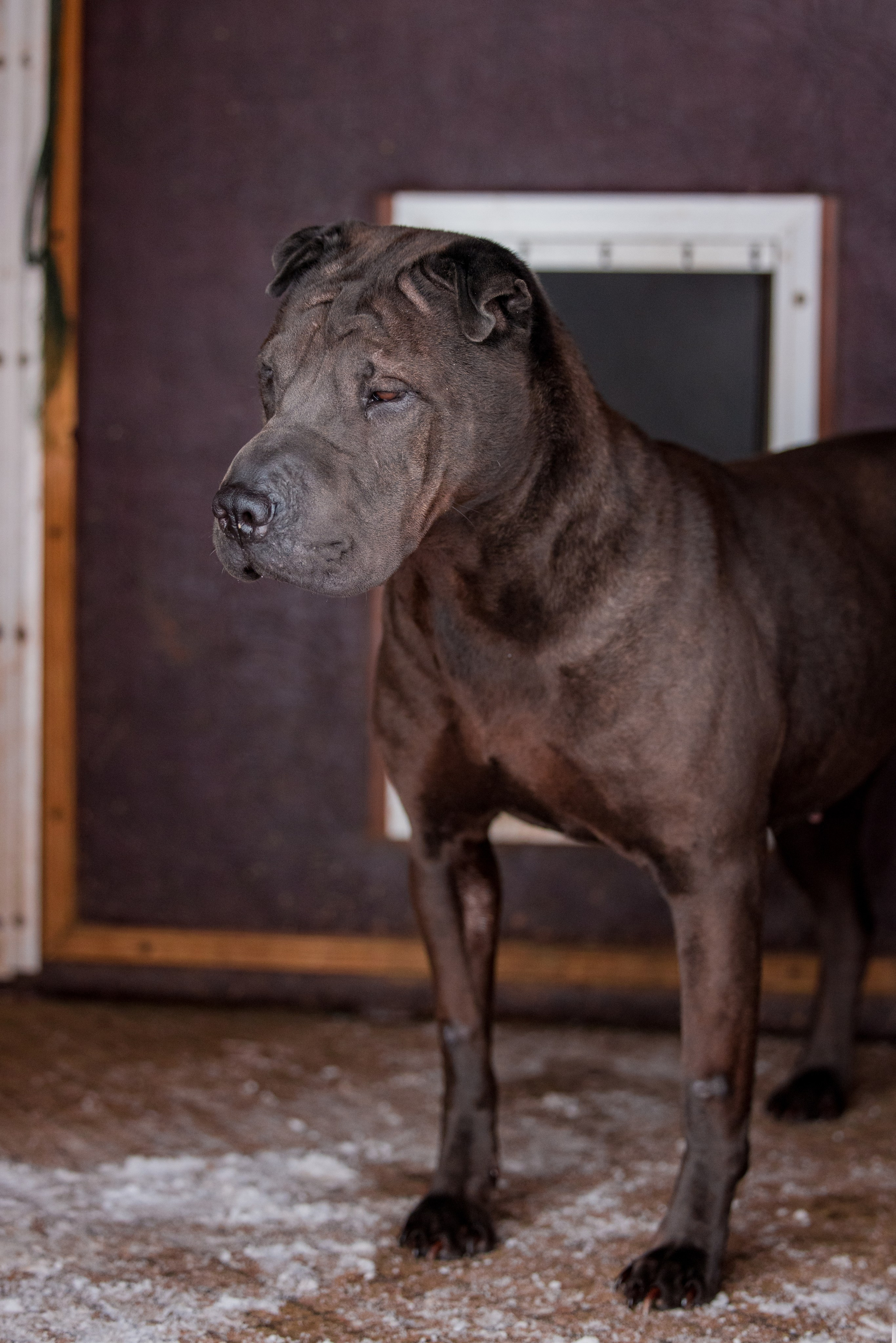 В гостях у шарпеев 16.01.2024. Фотограф-анималист Юлия Германика