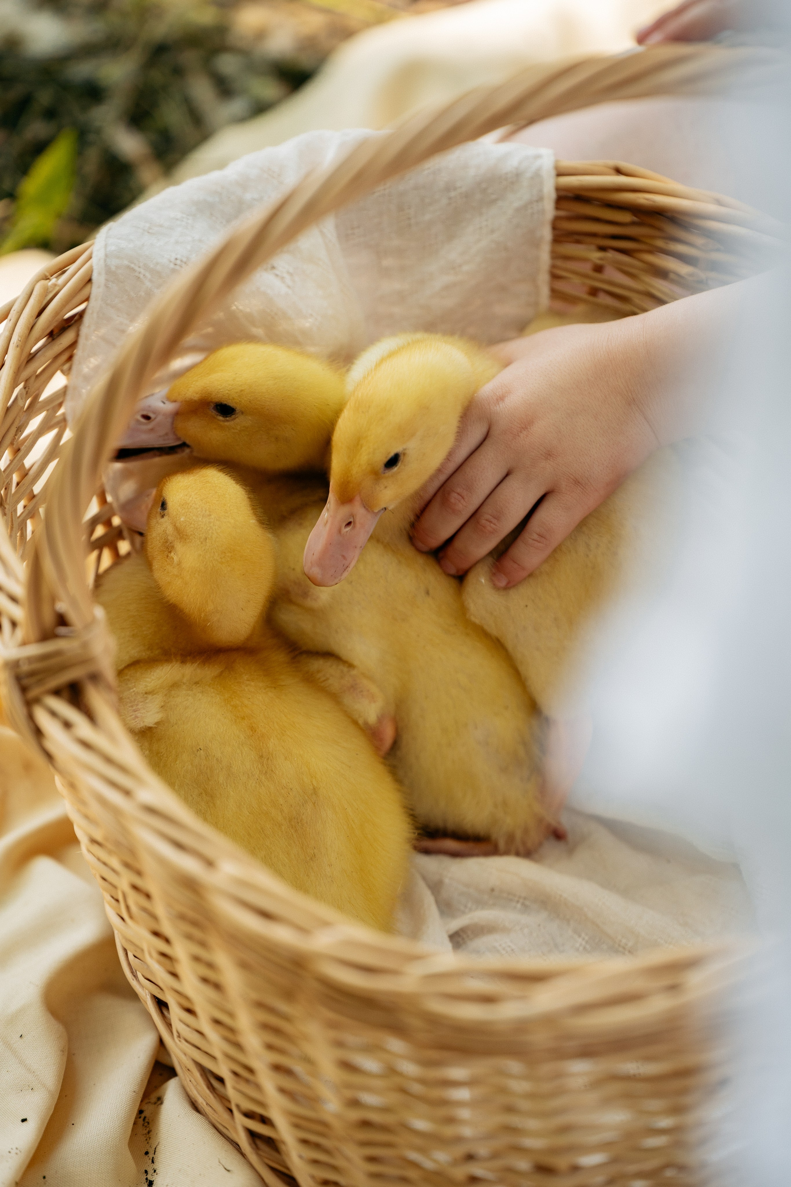 Утята уютно устроились в корзинке, фотограф Абрау-Дюрсо