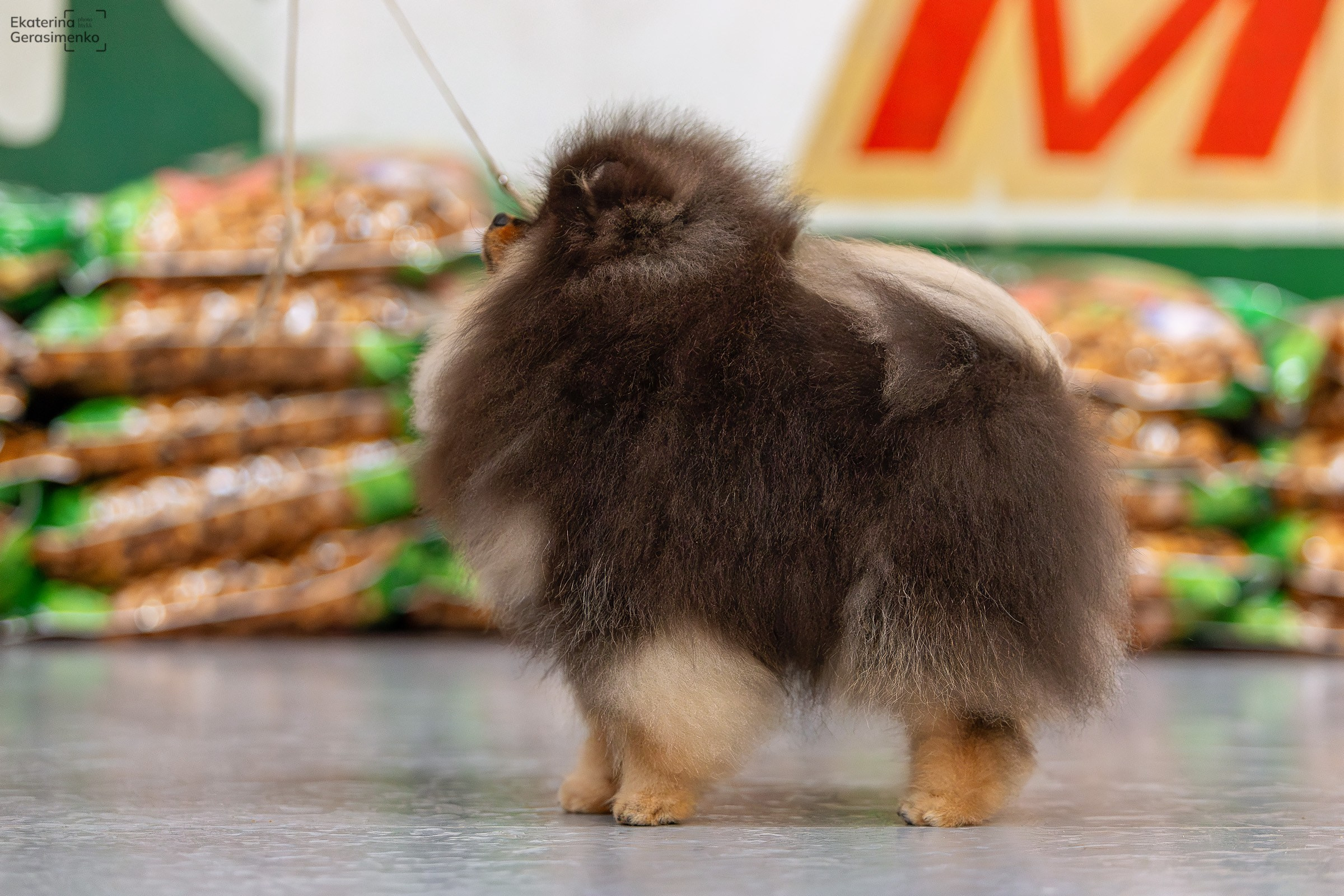 23 ноября 2024, Выставка РКФ, г. Пермь. Htykk_photo