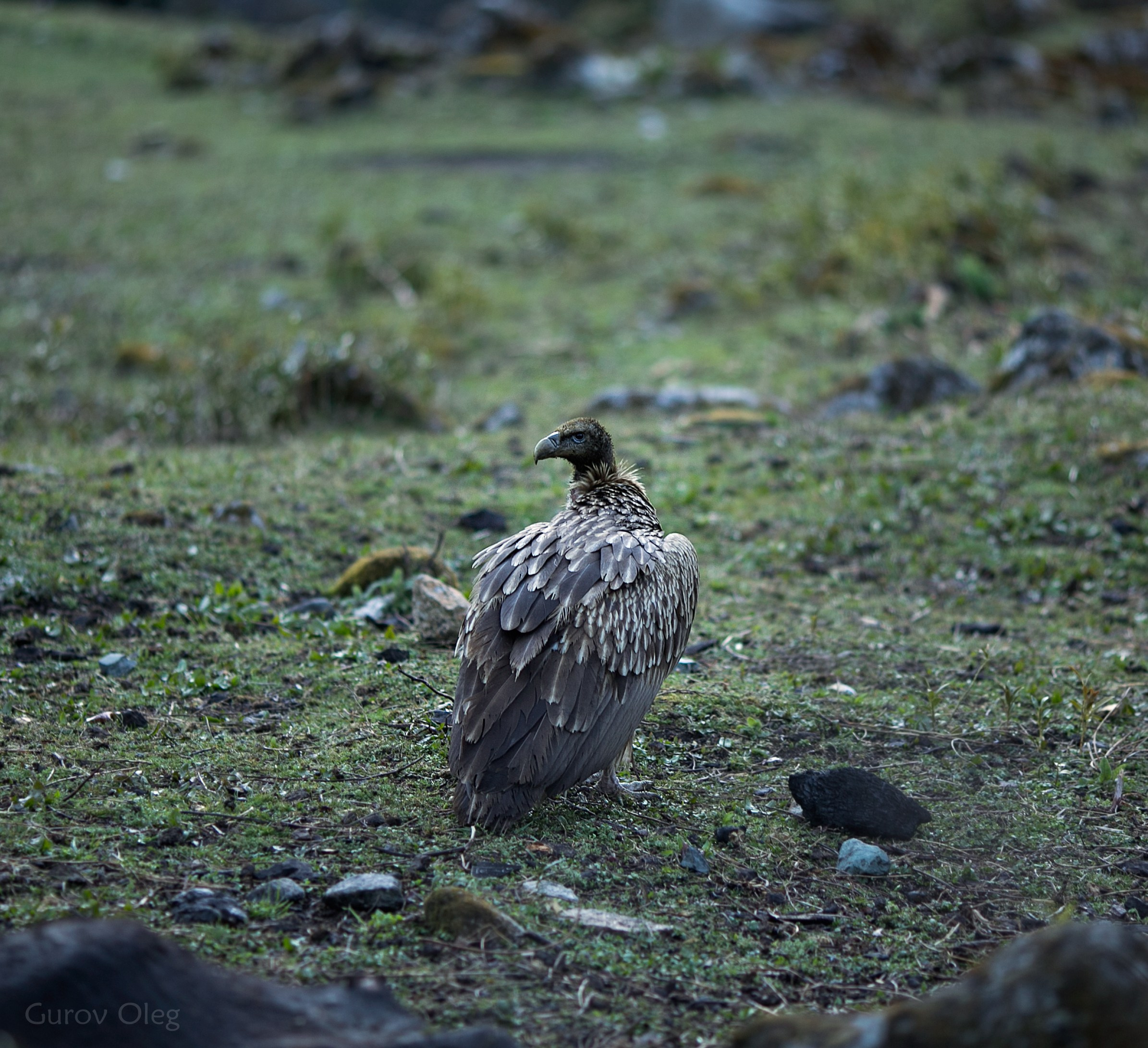 Непал. Фотограф в Москве - Олег Гуров