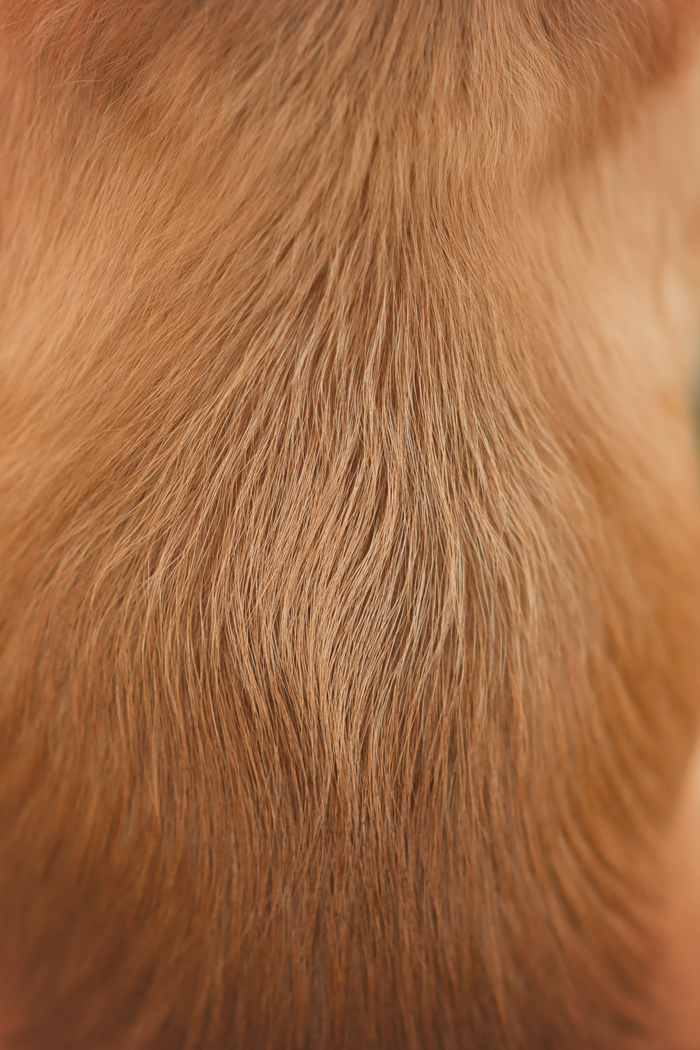 Наташа, Агата, Назар и Август — 17.07.2025. Фотограф — Анималист | Анна Абрамова