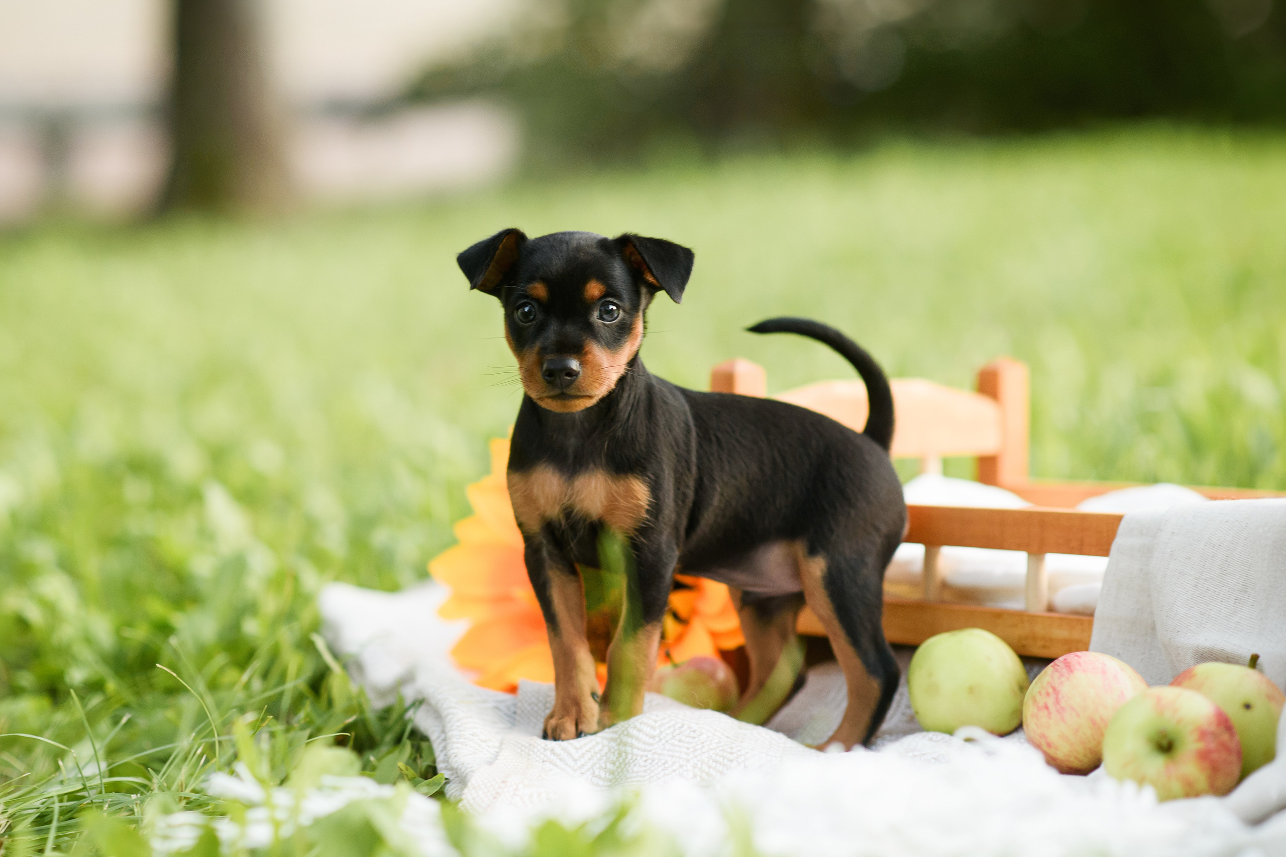 Щенки Пражских крысариков — 03.08.2024. Фотограф — Анималист | Анна Абрамова