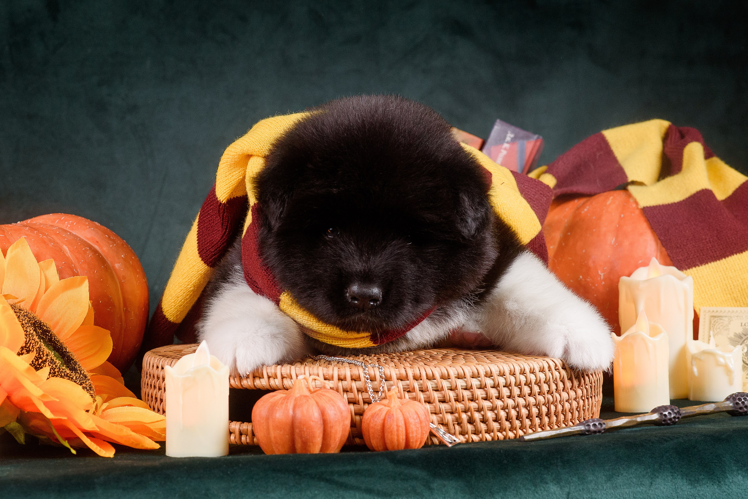 Щенки Американской Акиты — 04.11.2024. Фотограф — Анималист | Анна Абрамова