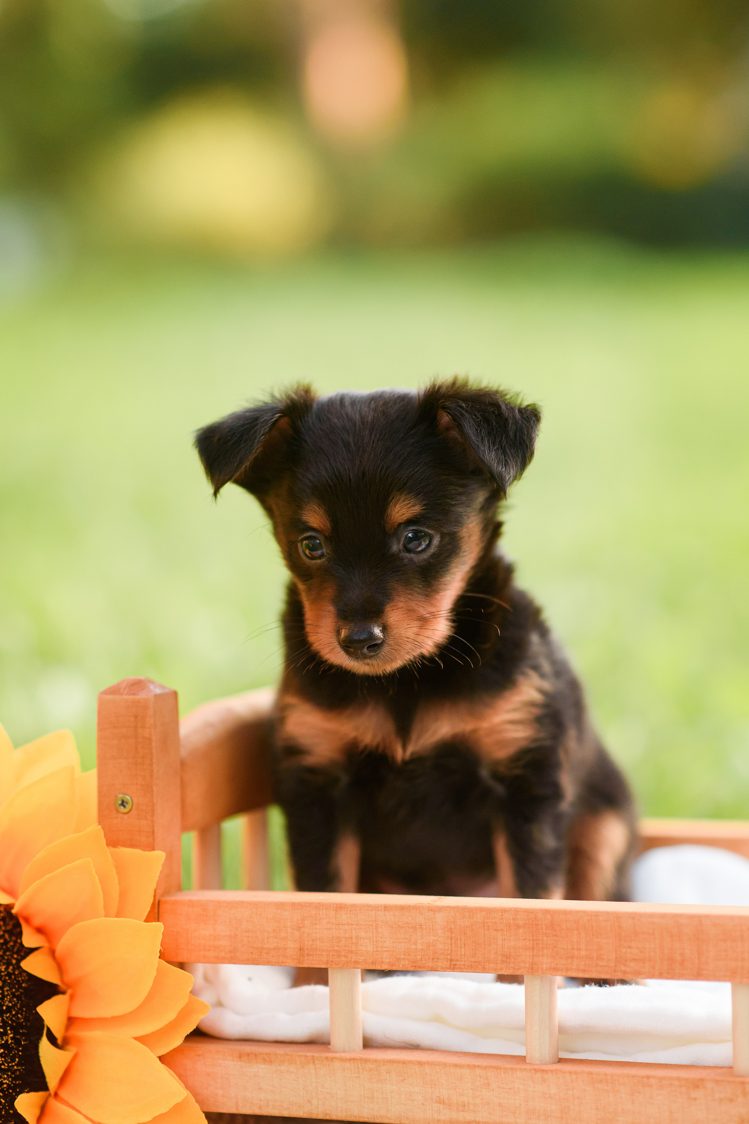 Щенки Пражских крысариков — 03.08.2024. Фотограф — Анималист | Анна Абрамова