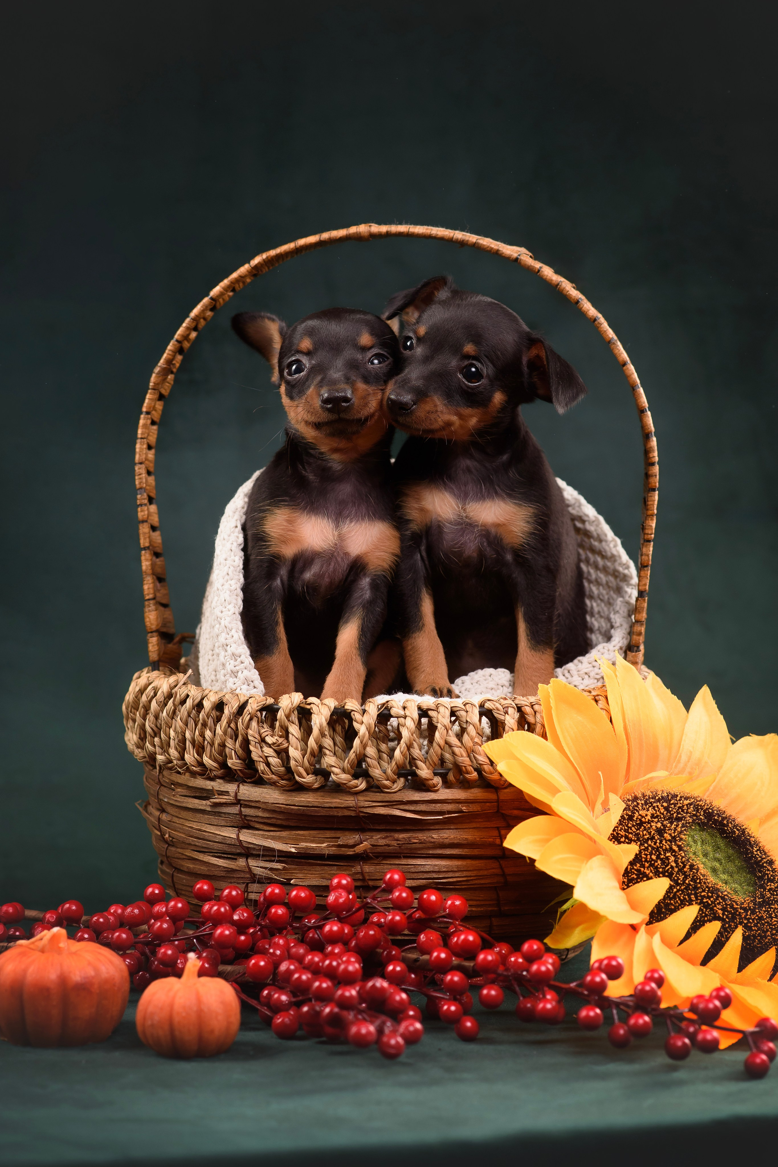 Щенки Пражского крысарика — 19.10.2025. Фотограф — Анималист | Анна Абрамова