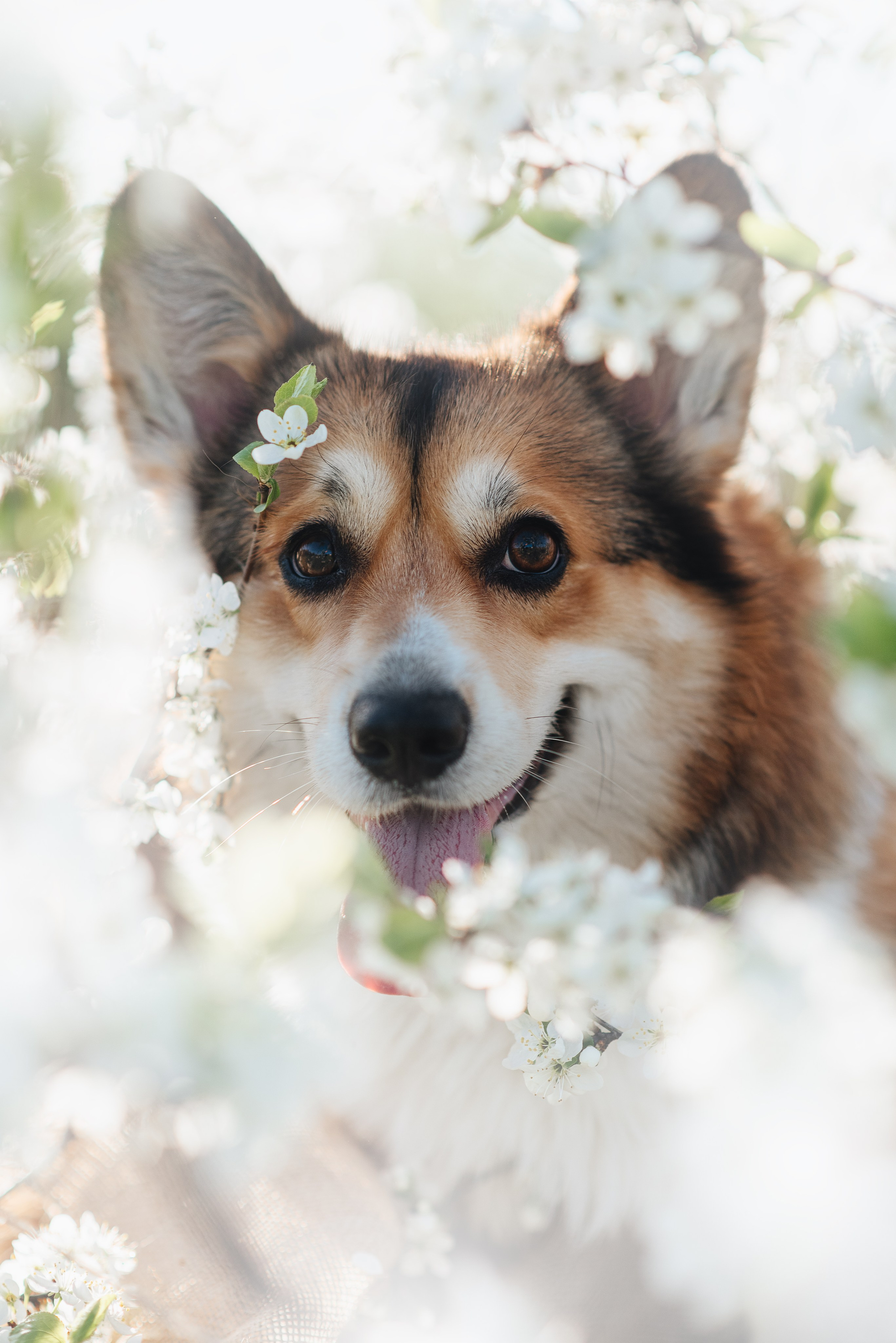 Трисс — 29.04.2024. Фотограф — Анималист | Анна Абрамова