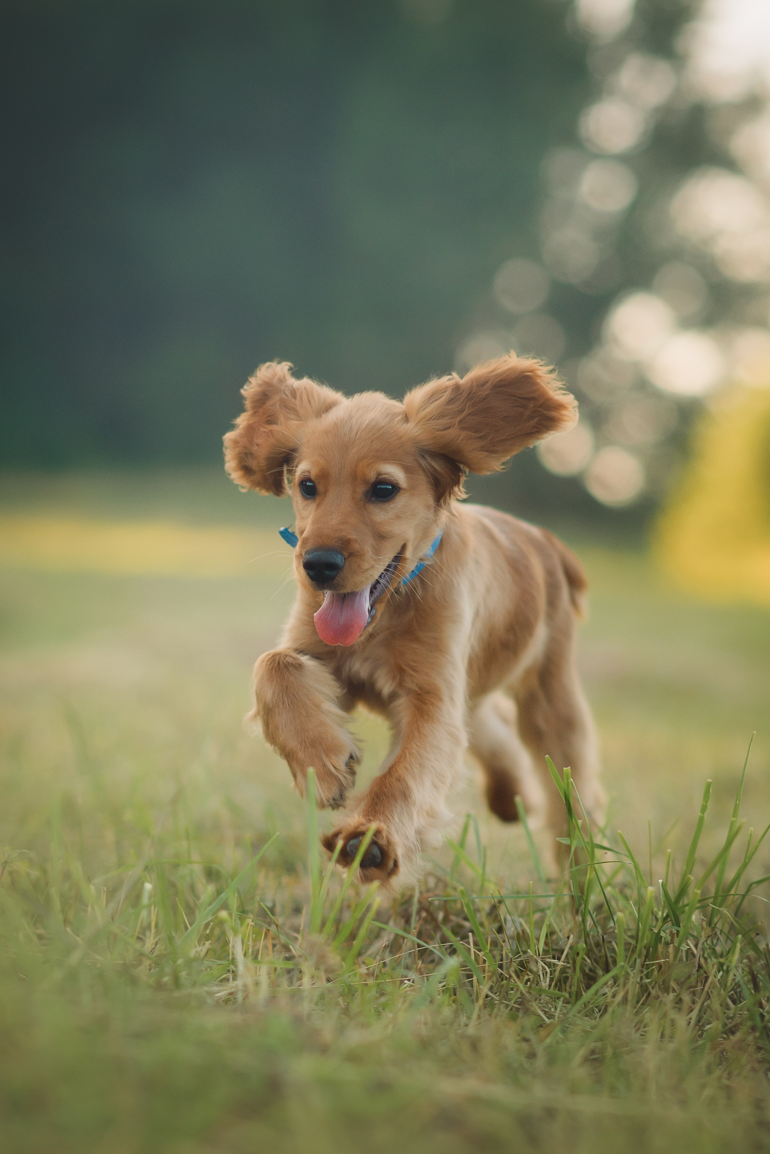 Наташа, Агата, Назар и Август — 17.07.2025. Фотограф — Анималист | Анна Абрамова