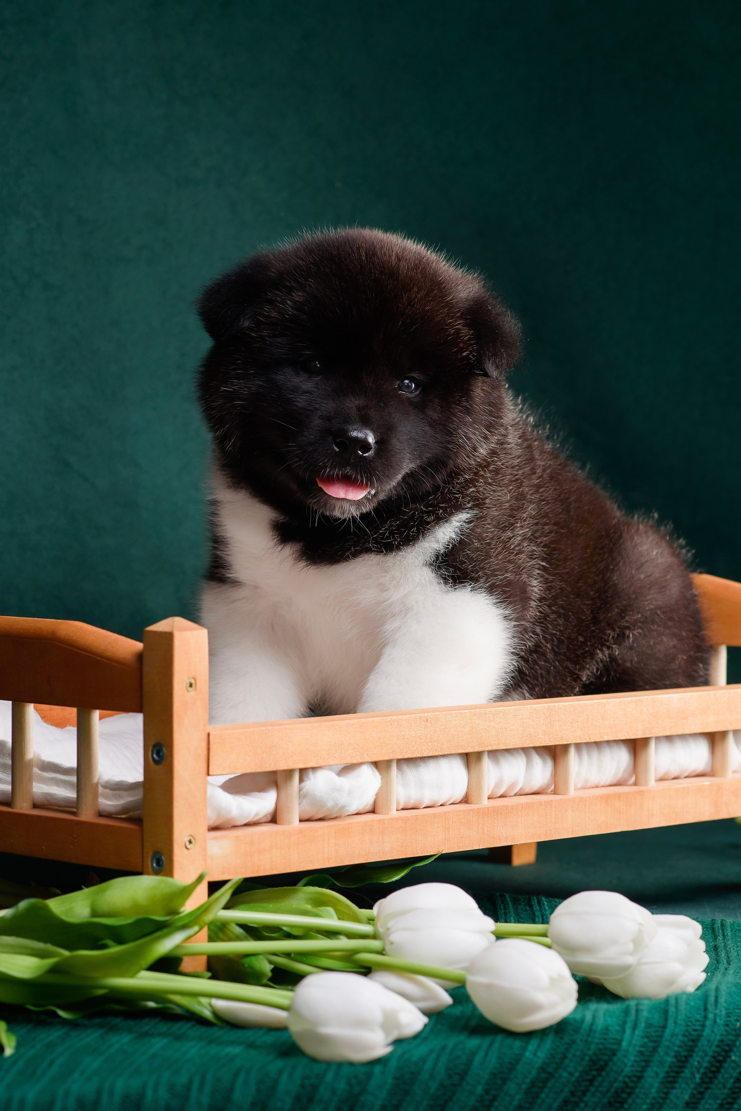 Щенки Американской Акиты. Фотограф — Анималист | Анна Абрамова