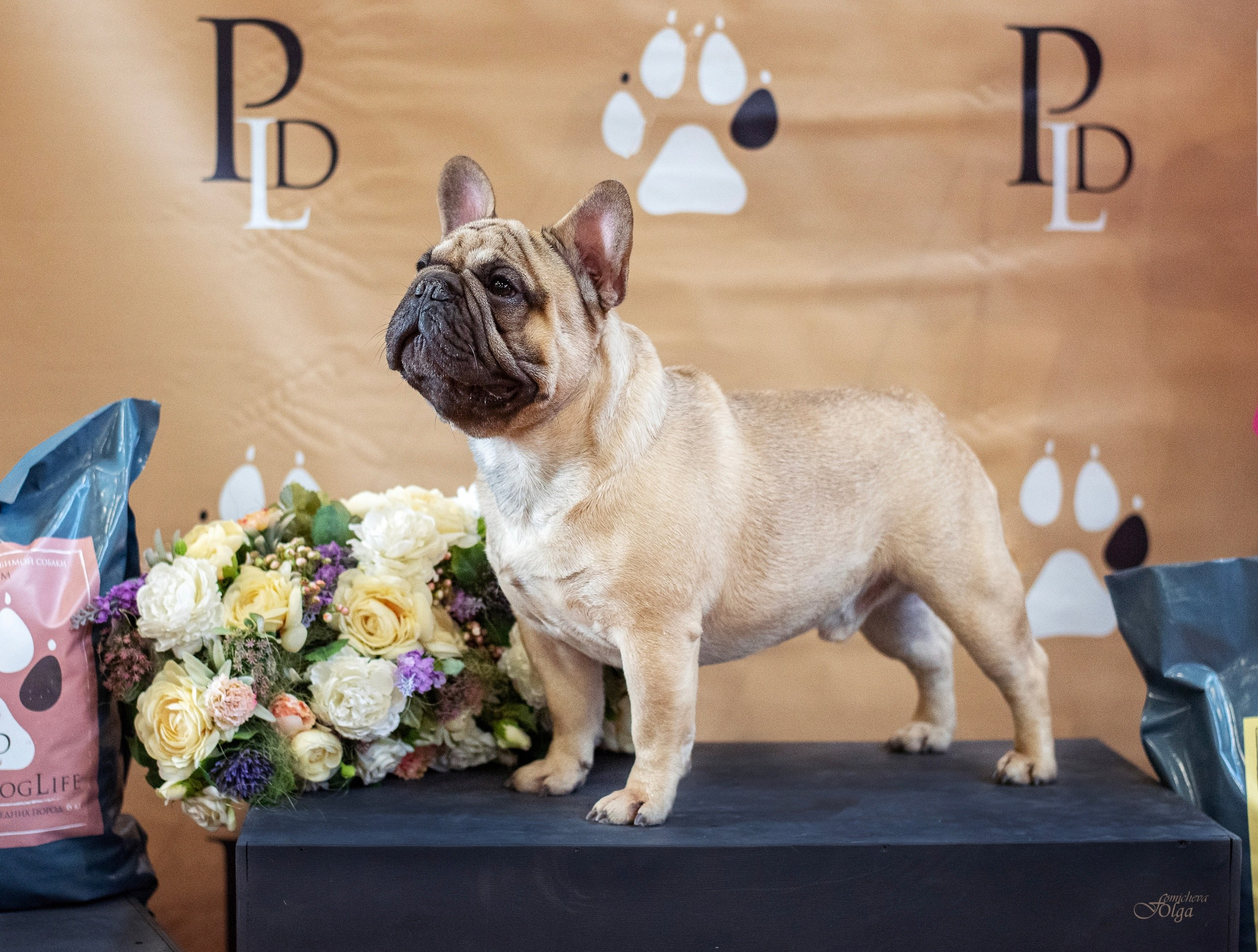 Репортажная съемка. Выставки, в ринге и за рингом. Фотограф-анималист Ольга Фомичева