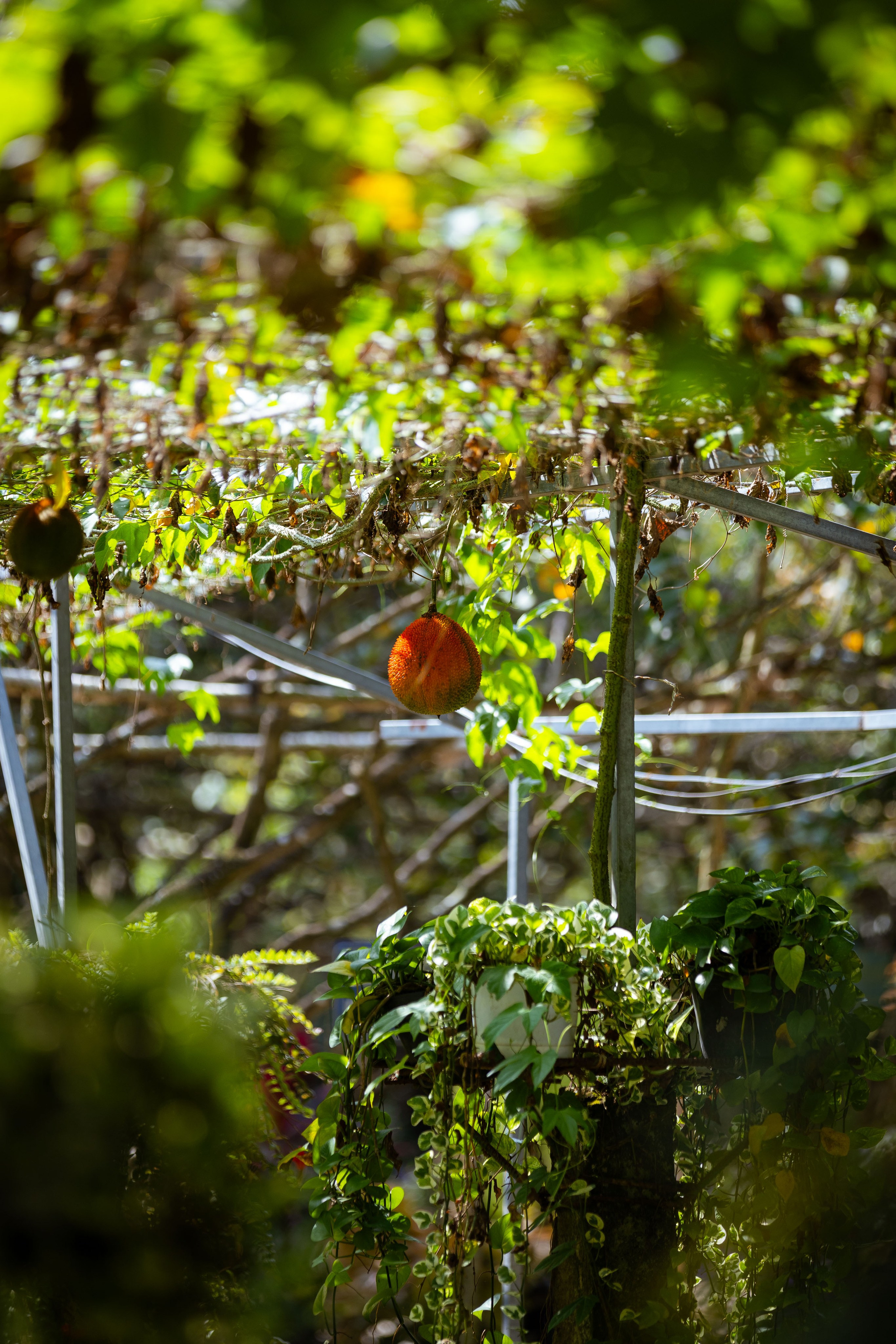 Вьетнам (зима 2025-2026). Фотограф Виноградов Константин