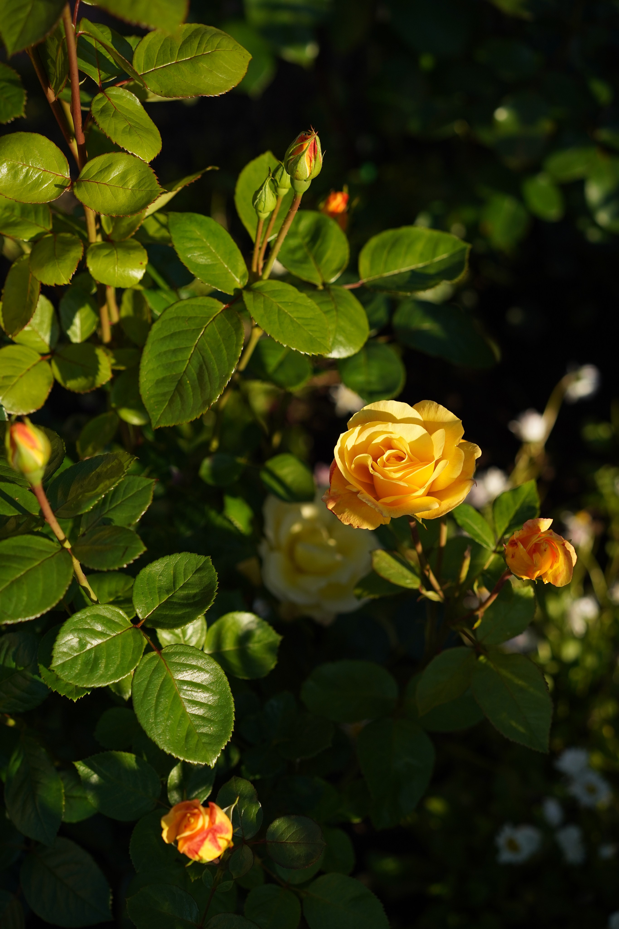 Для души. Фотосессия портрет, ню, будуар, стрит фотограф Москва Юлия Кафизова