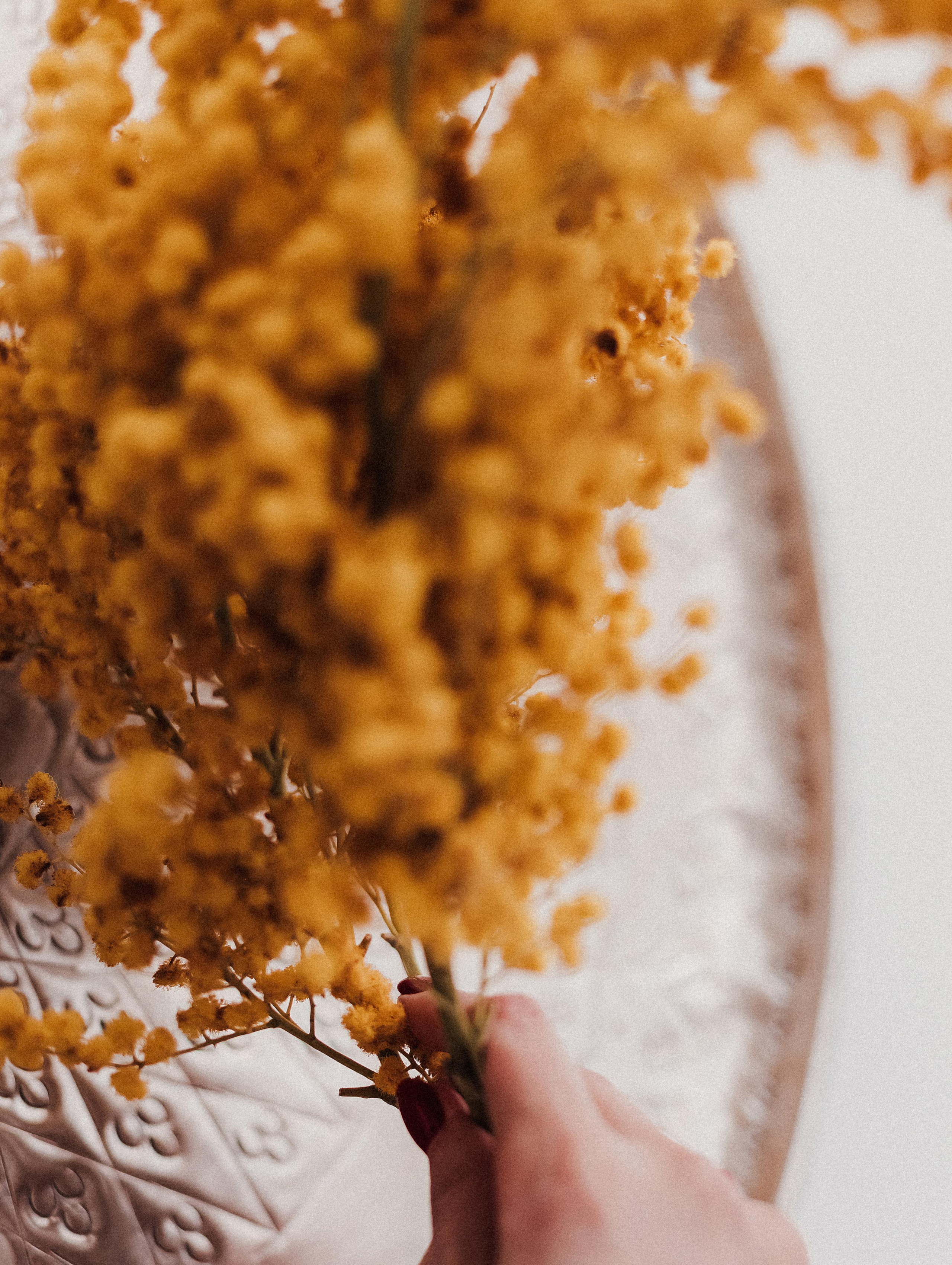 Катерина и мимозовое облако. Mariam Bagdasaryan