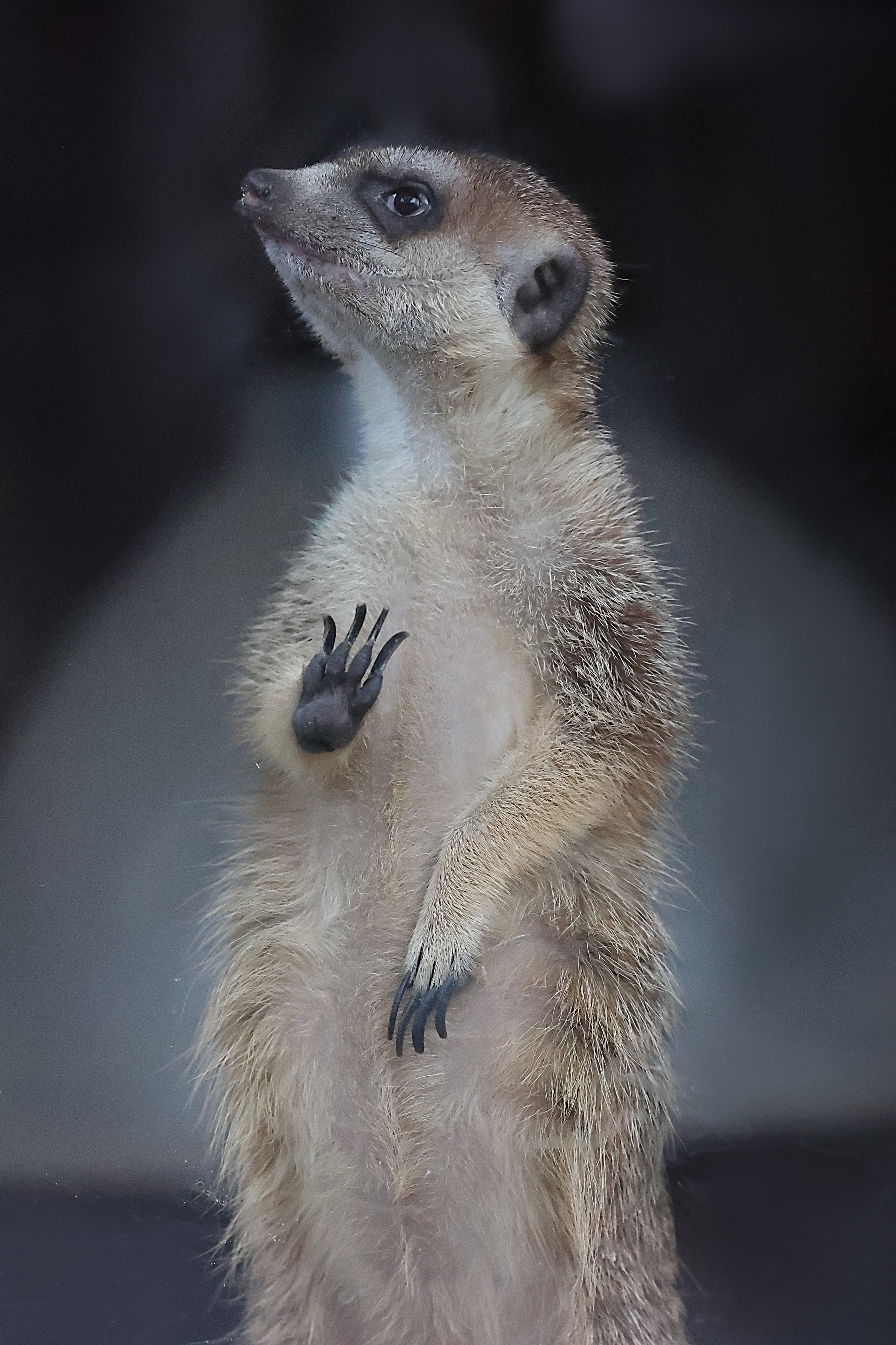 Зоопарк Малинки. Фотограф-АниМалист Анна Абрамова