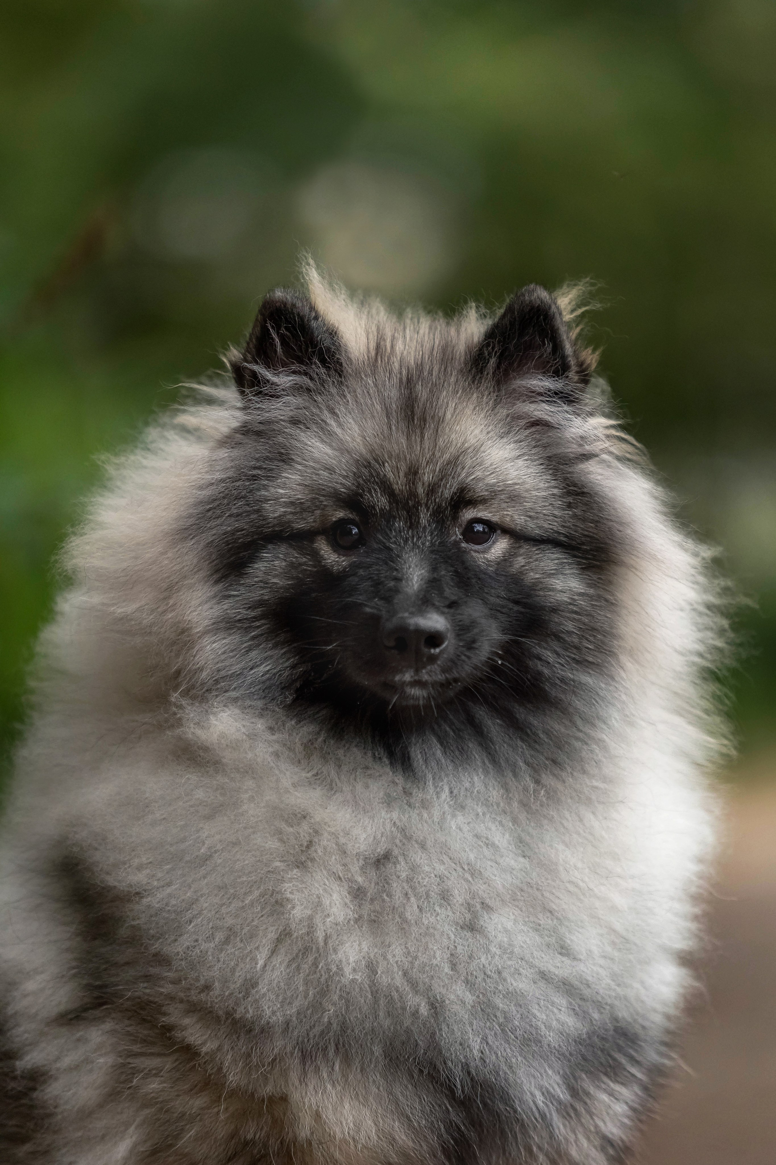 Кеесхонд. Https://moshkovaphoto.ru/