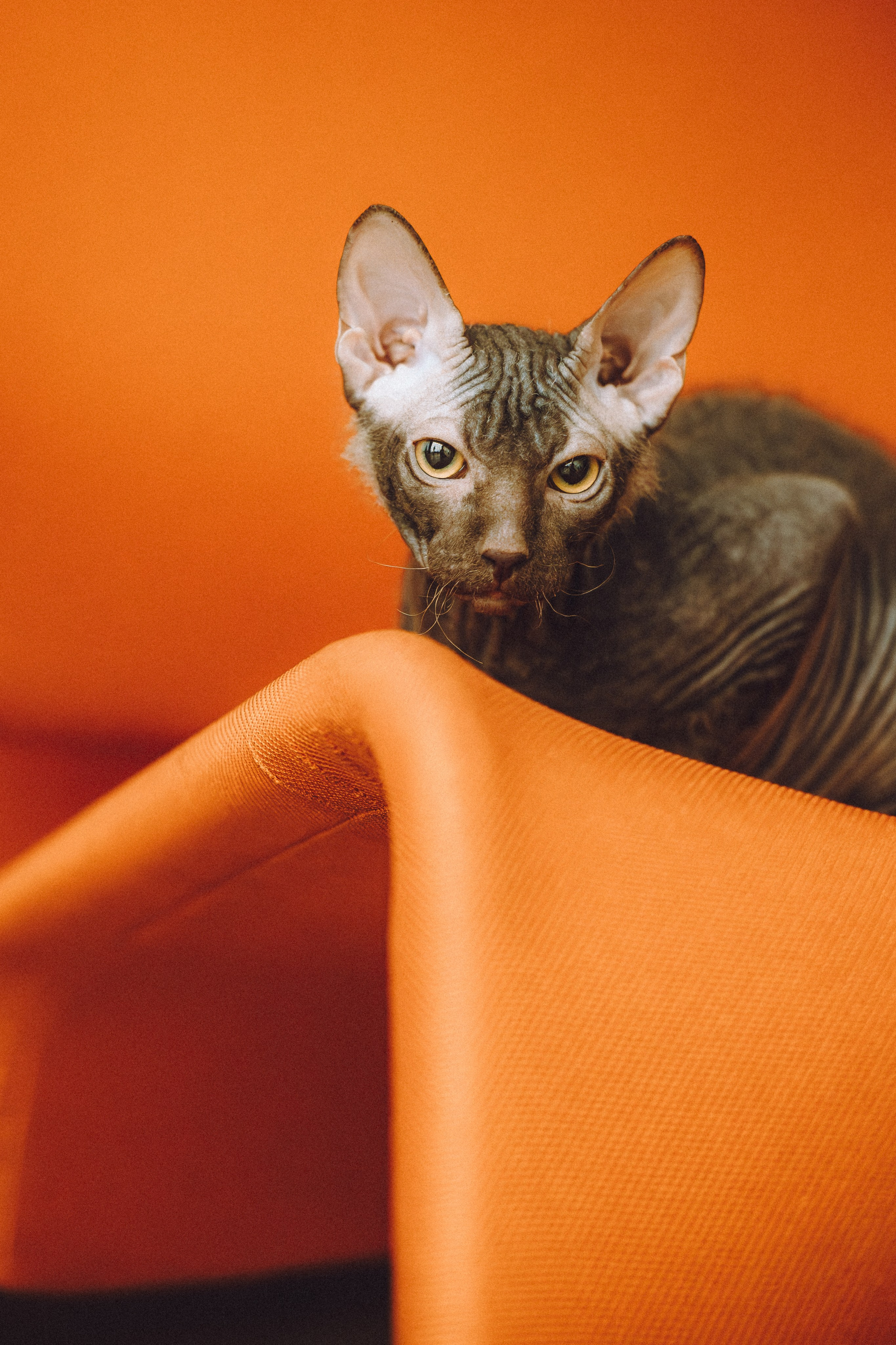 Кокос, Света, Динара и Вилли