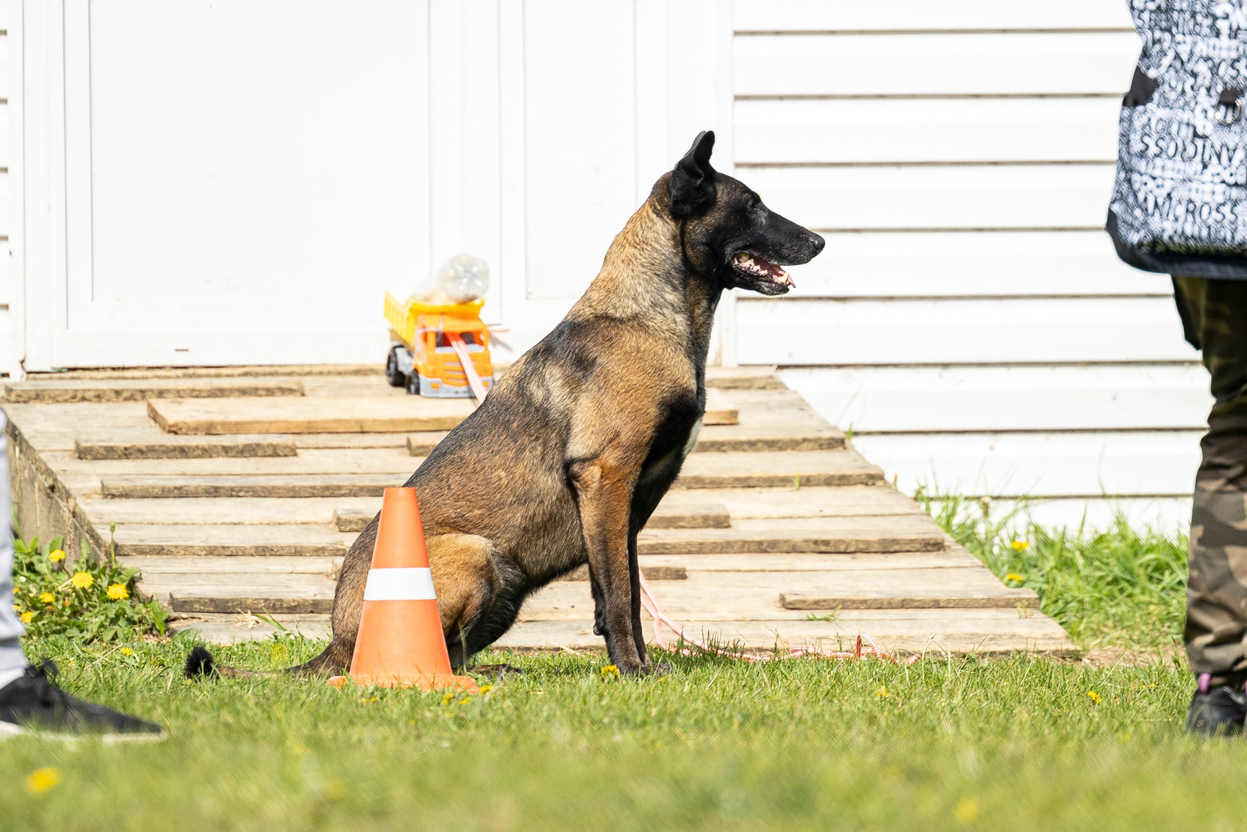 Испытания по мондьорингу в Нижнем Новгороде. Фотограф-анималист Анна Маринич