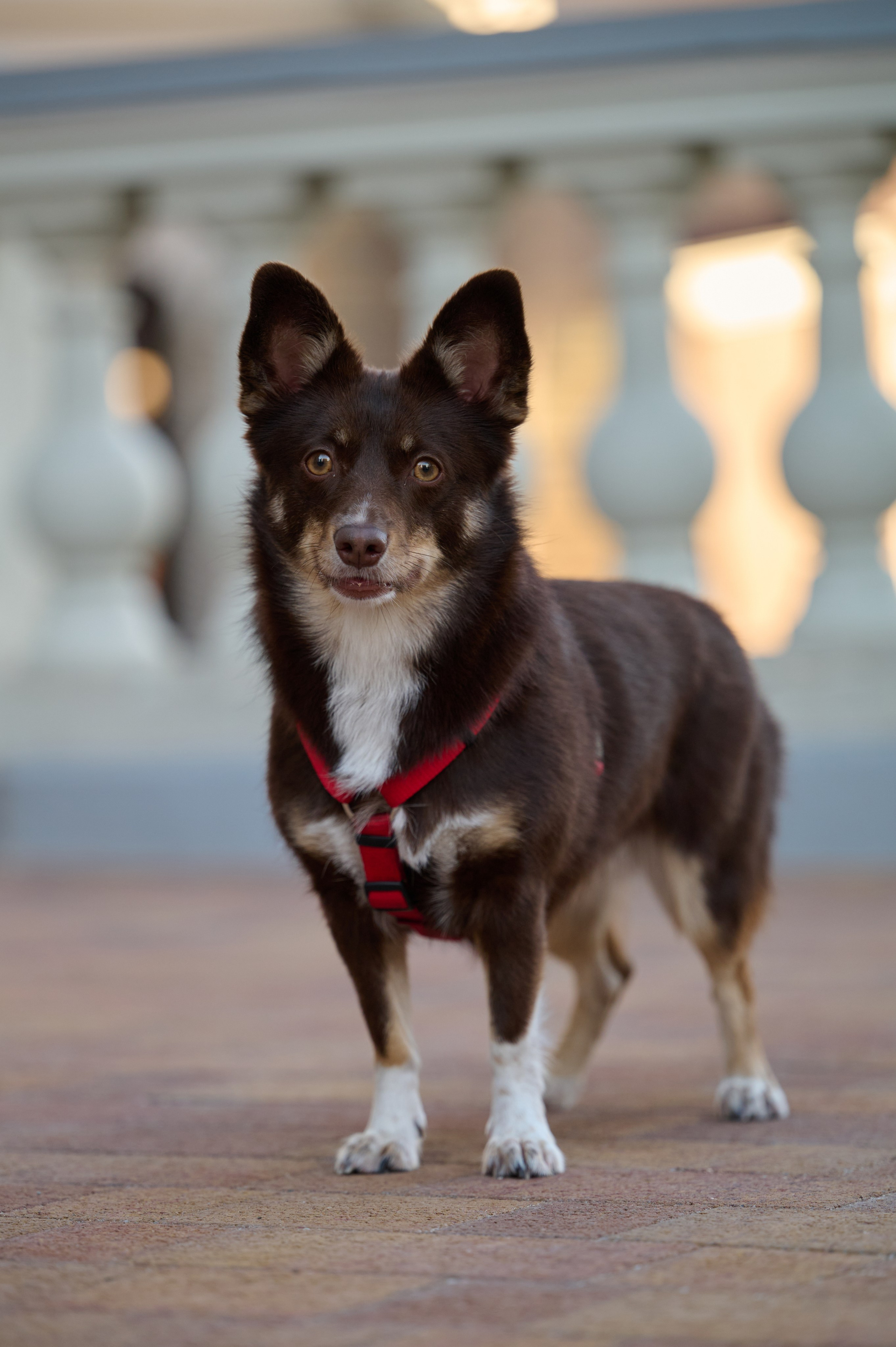 Ренита и Егор с Фокси и Пени. Фотограф анималист в Казани Алина Сулейманова. Фотограф животных