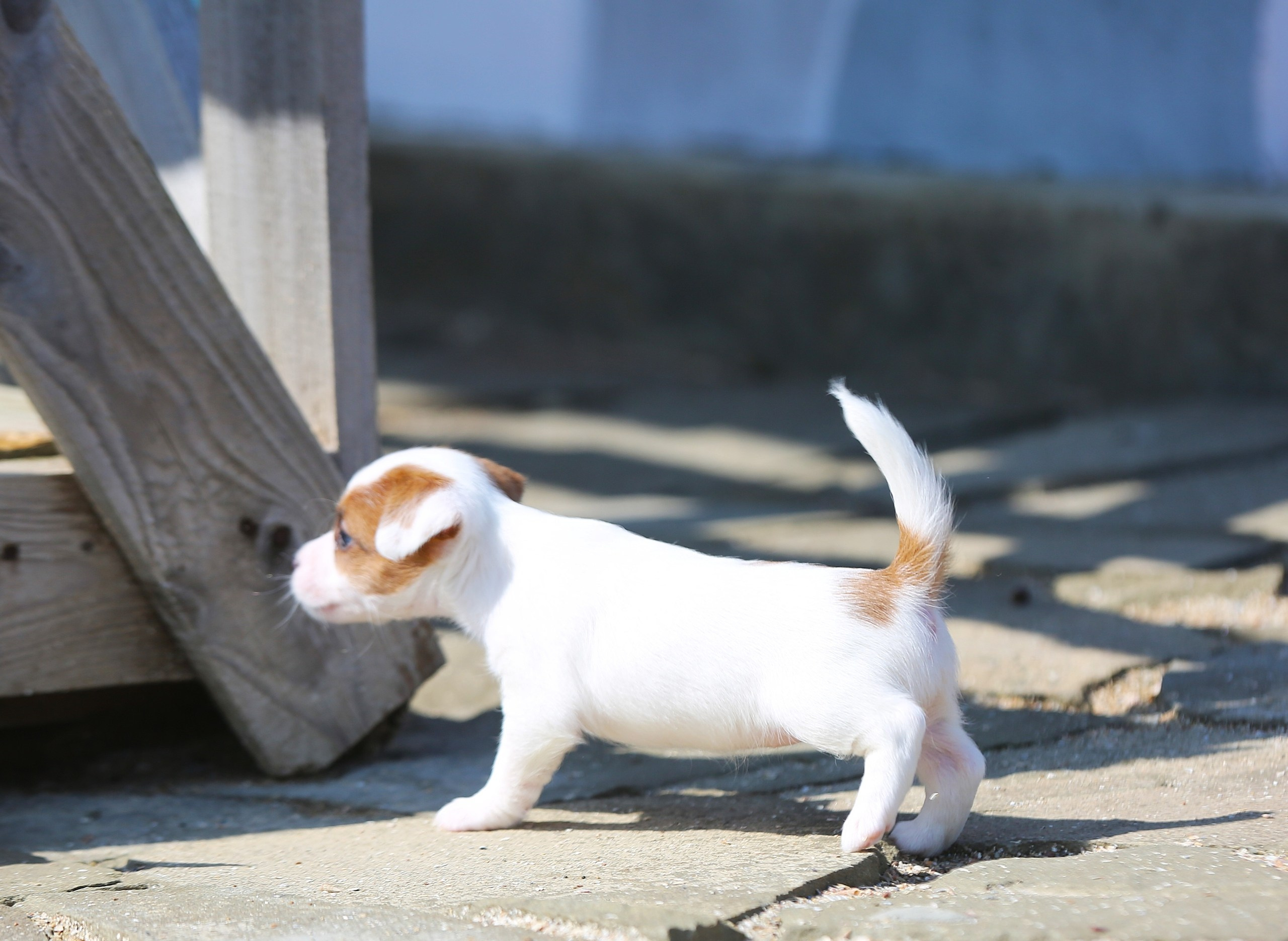Общий альбом. Lovely-Orange питомник джек рассел терьеров
