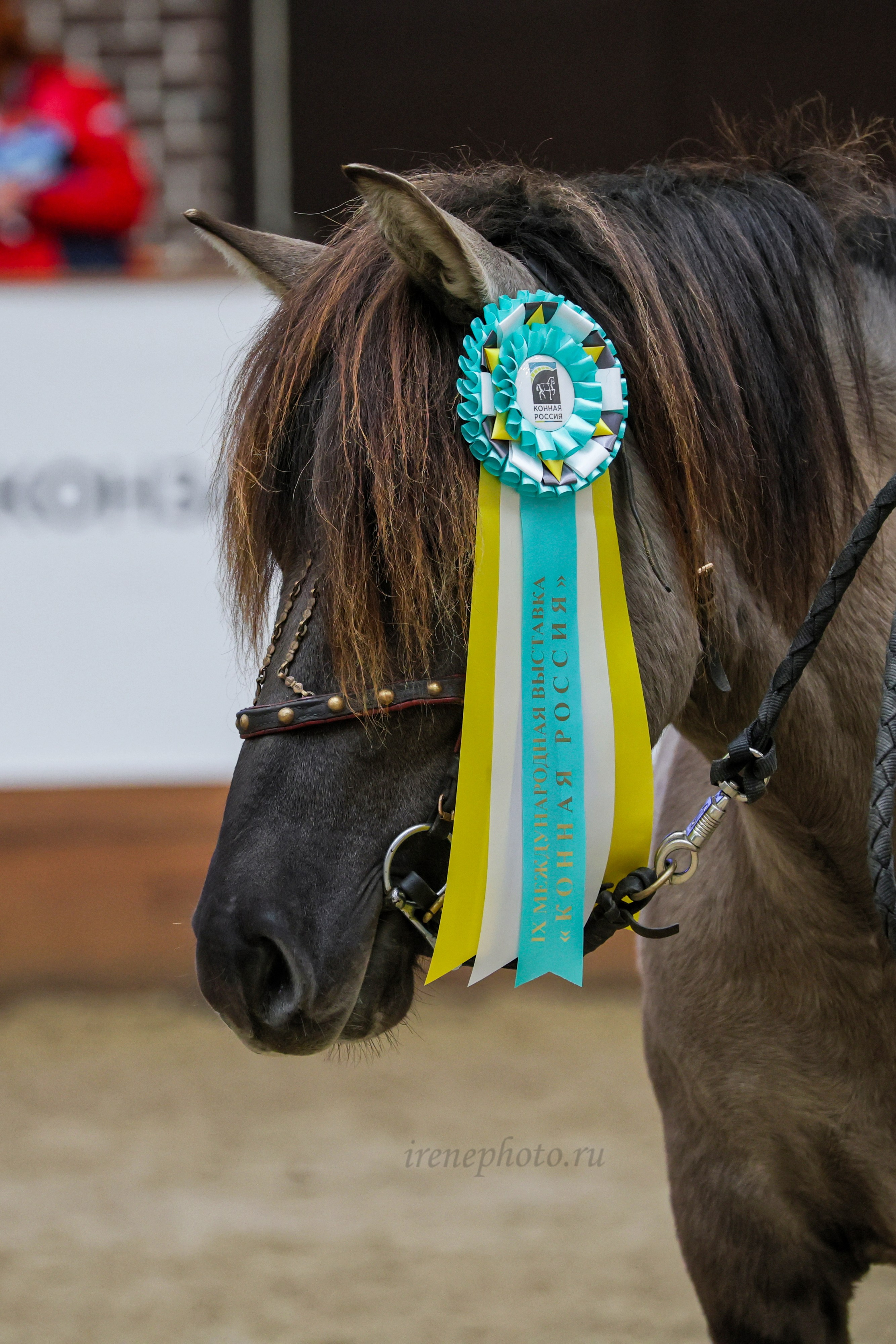 Конная Россия 2024. Irenephoto.ru